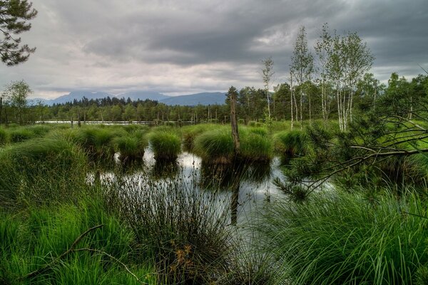 Swampy area in the distance of berevye