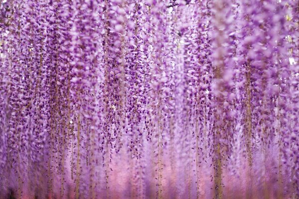 Giardini di fiori appesi viola