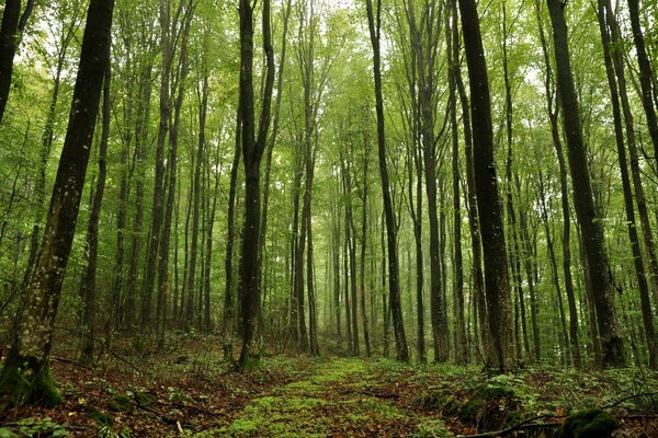 Tall trees in the forest