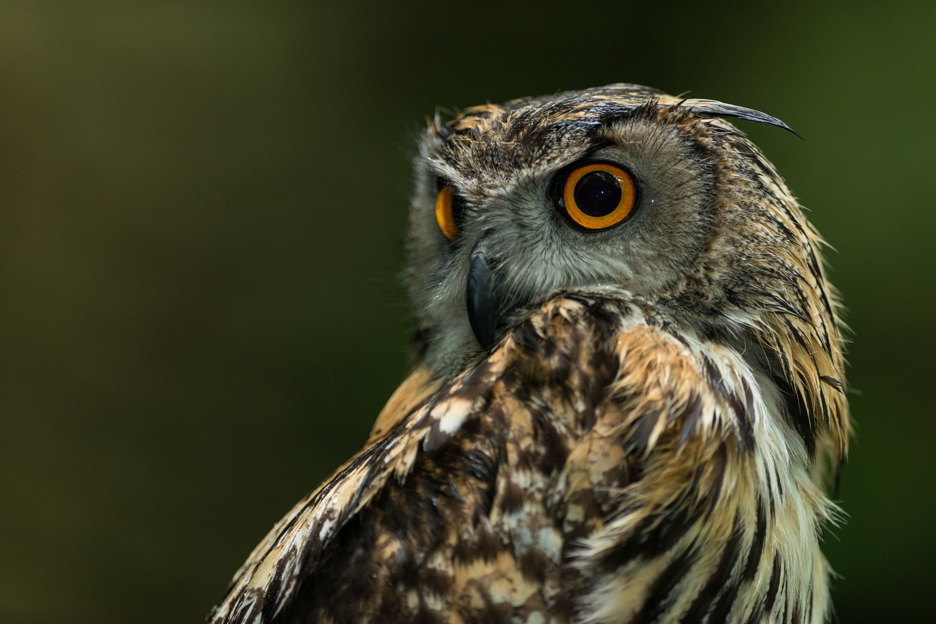 owl bird background nature