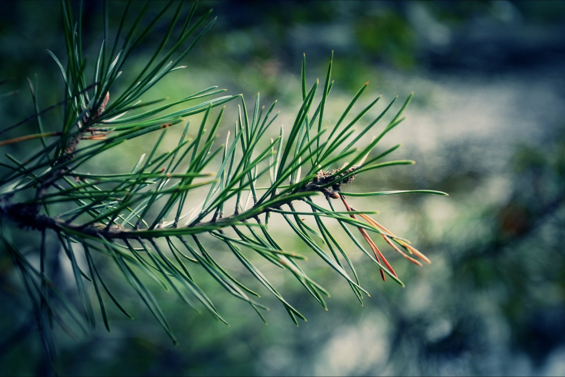 pine branch nature