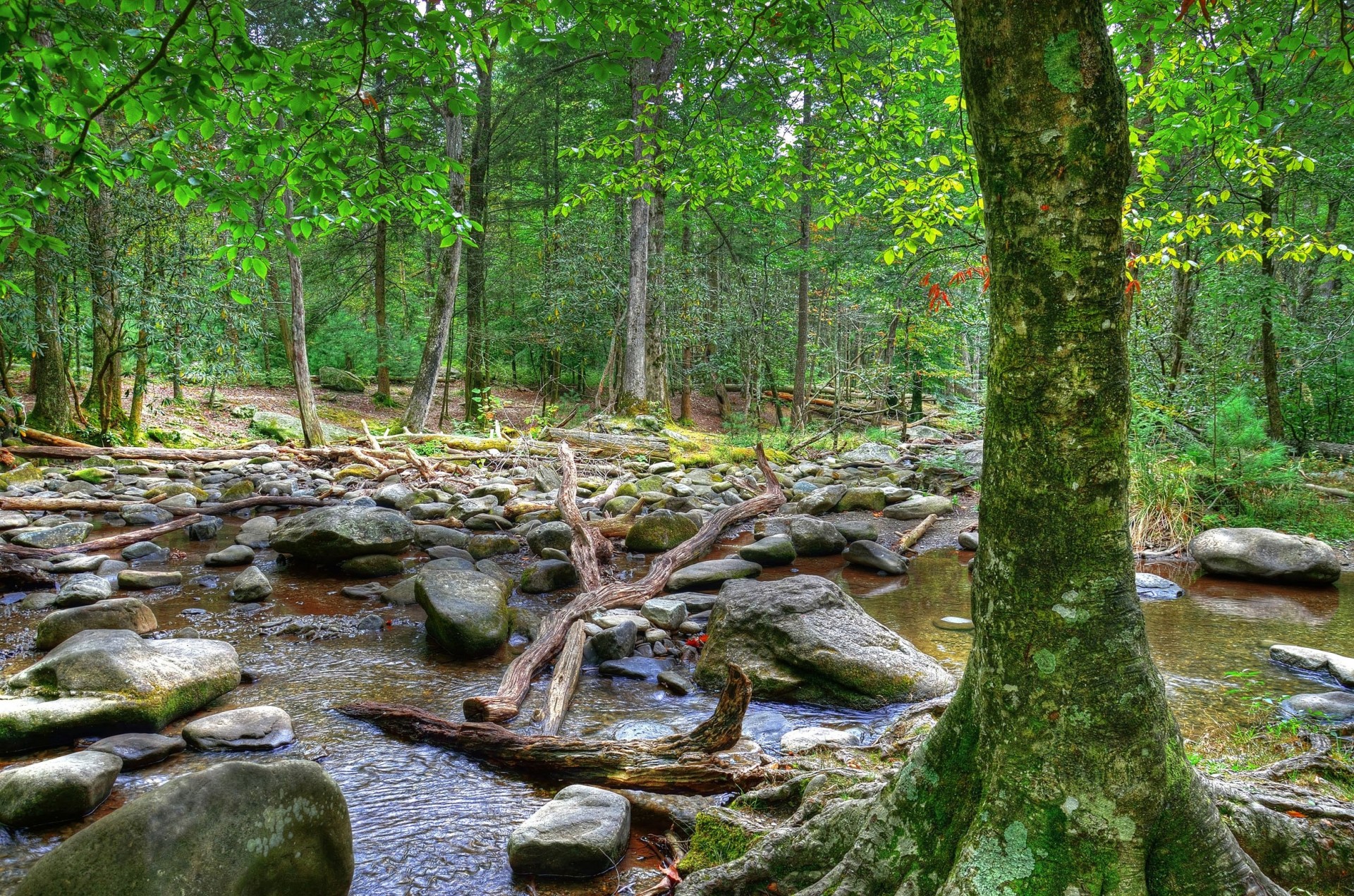 tones landscape river nature tree forest