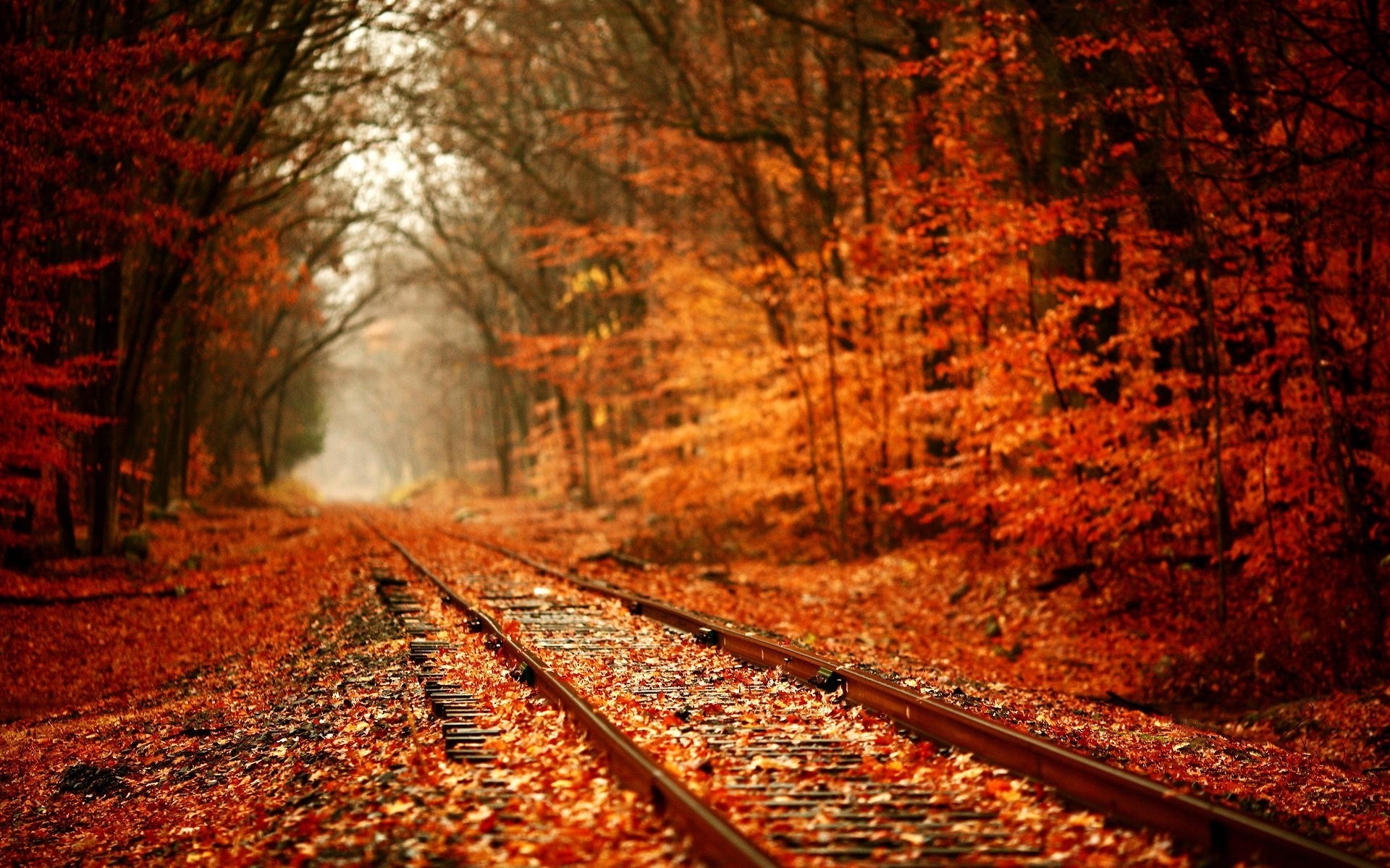 autumn train forest