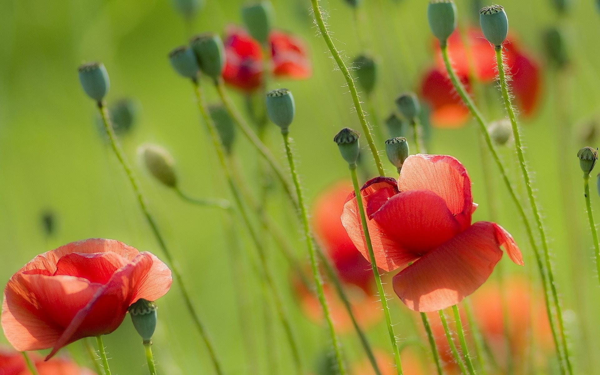 natur sommer mohnblumen feld im sommer