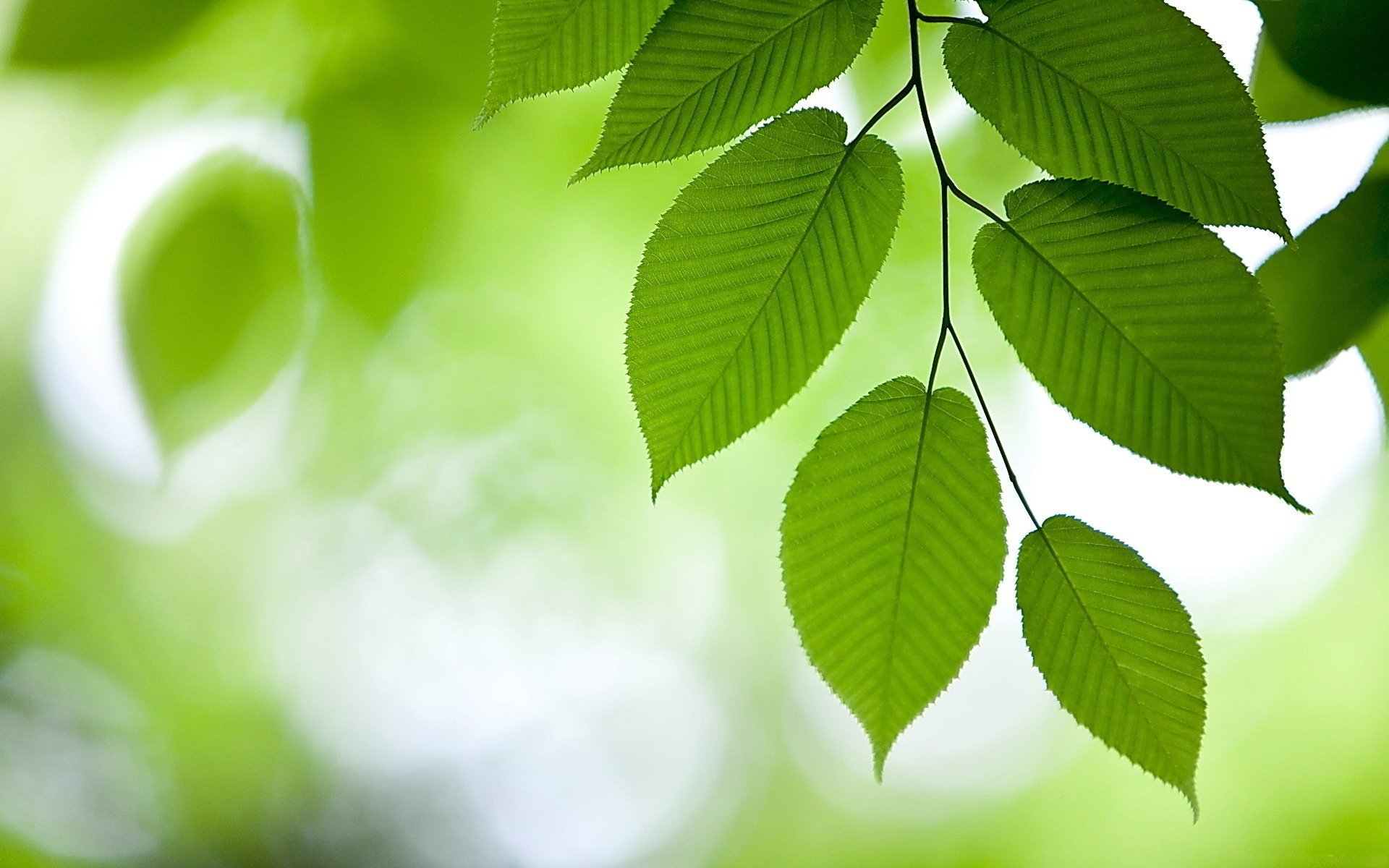 elm foliage branch green background