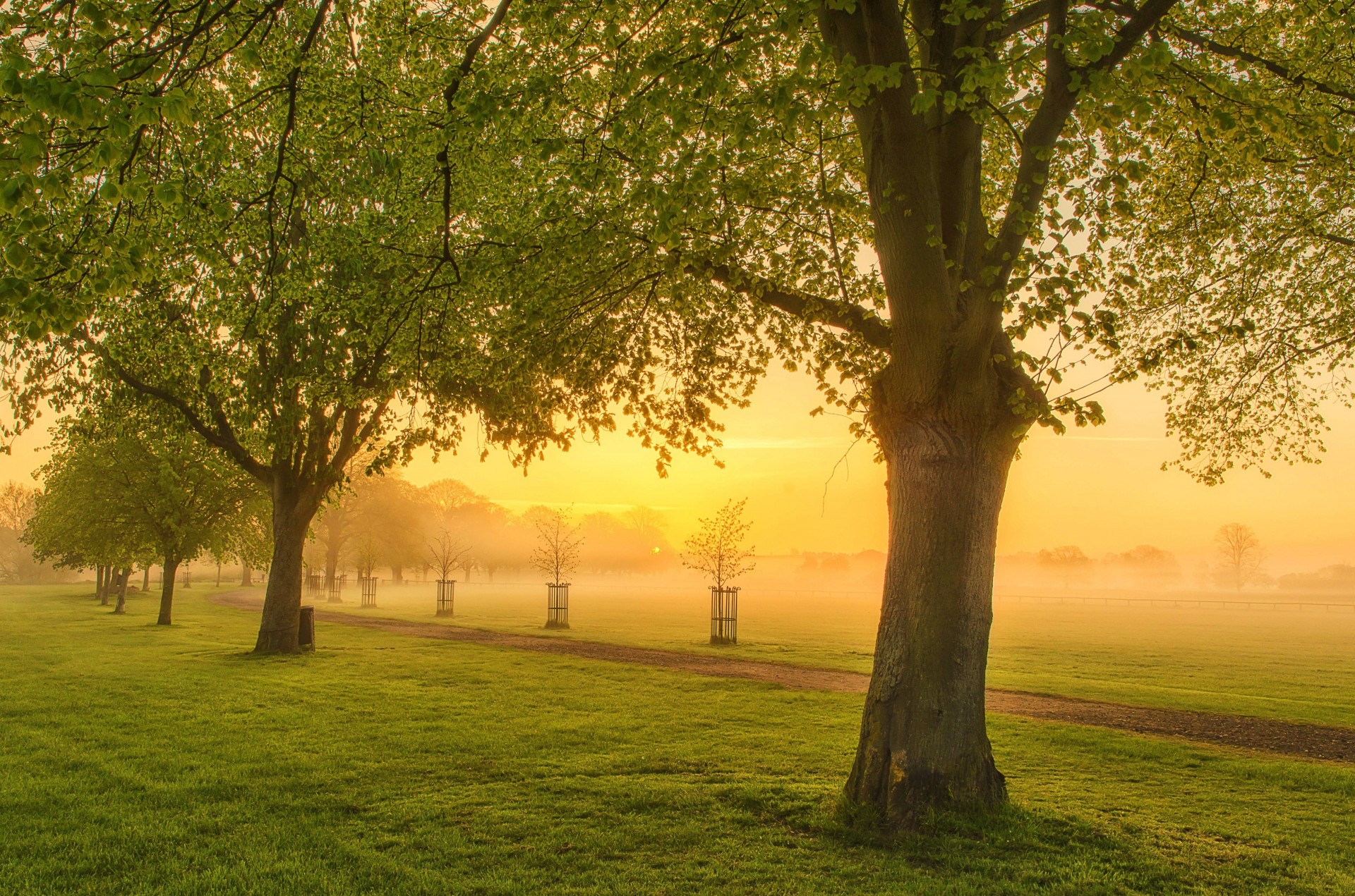 campo alberi paesaggio tramonto natura