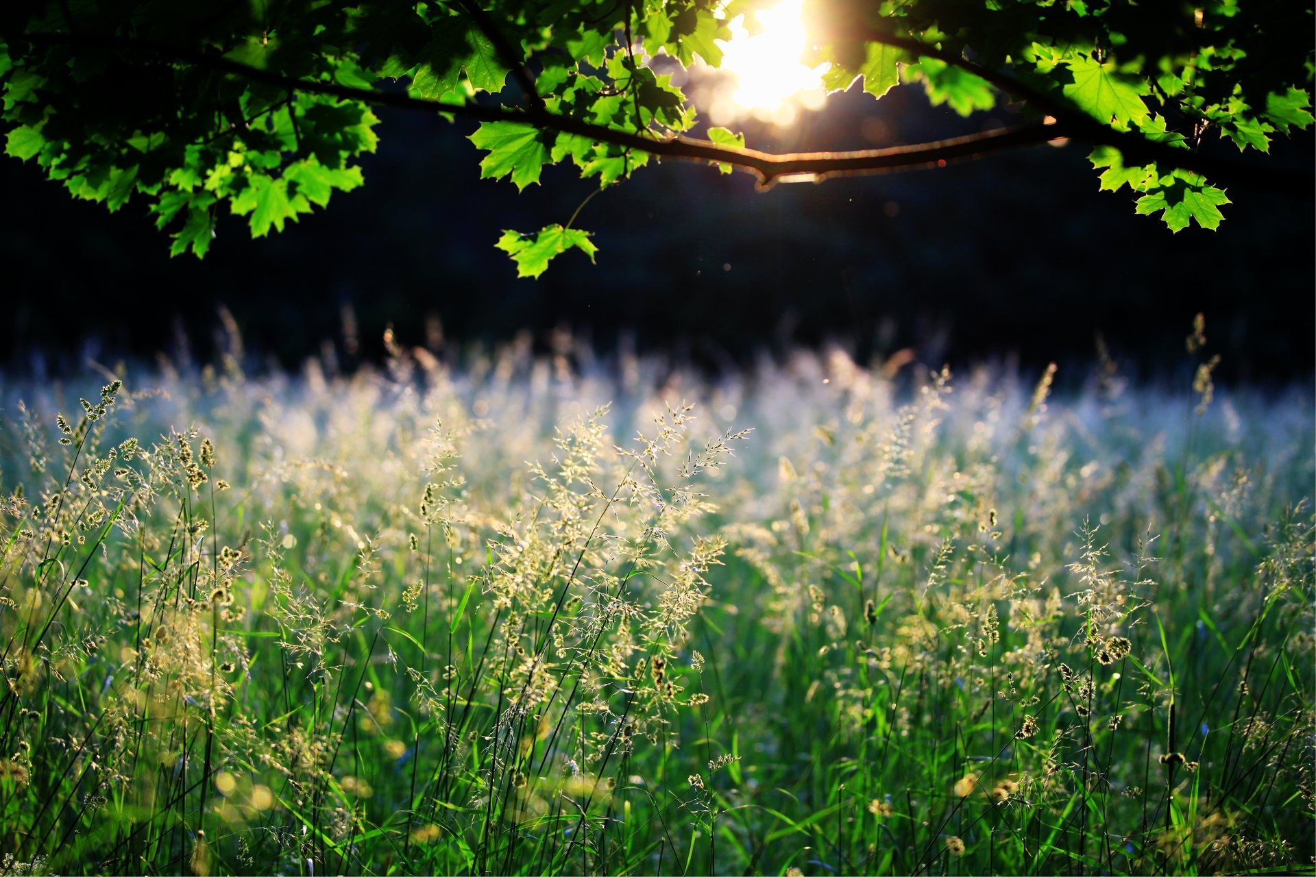 erba albero spighette sole natura foglie