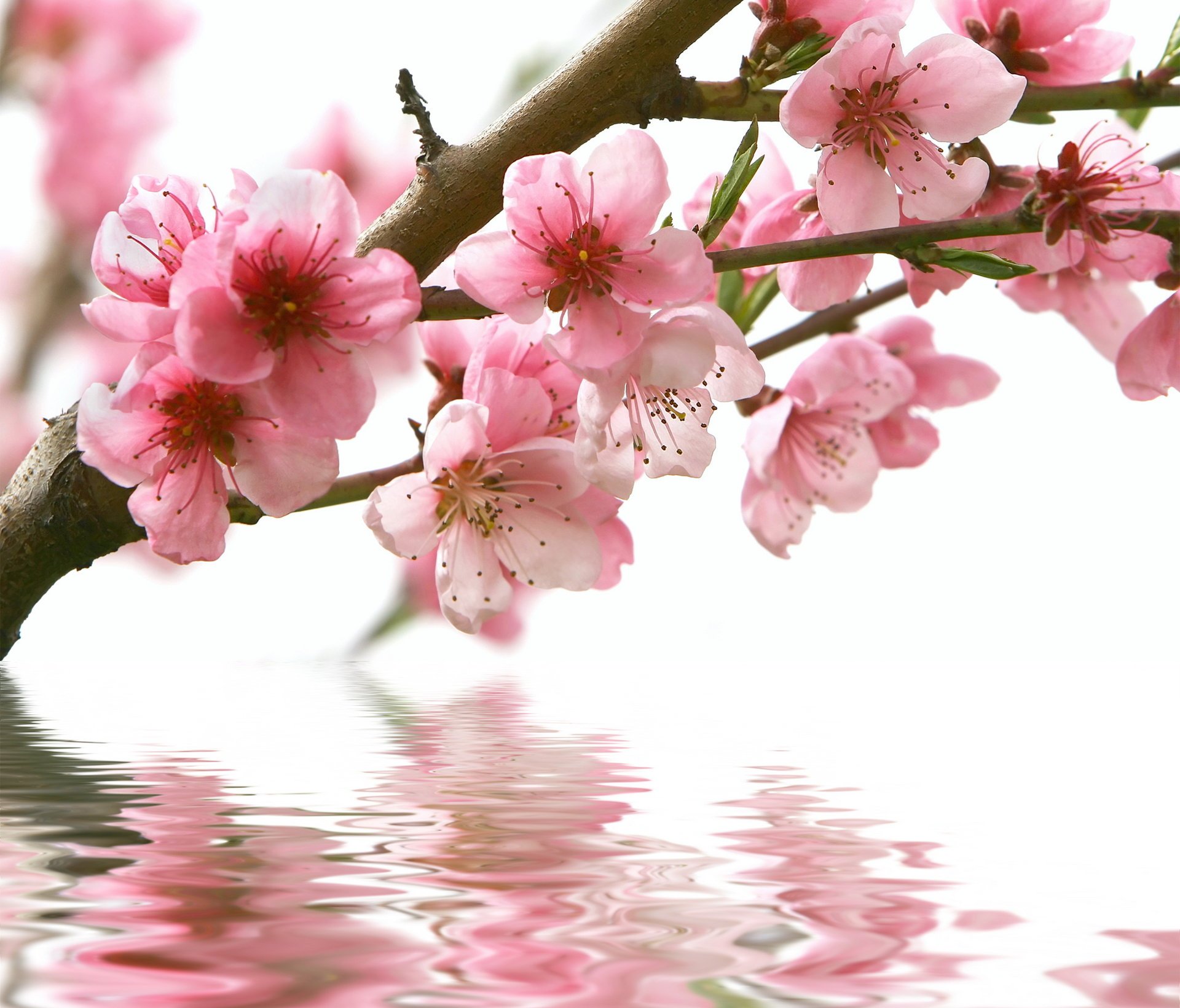 flowers spring sakura reflection water branch pink