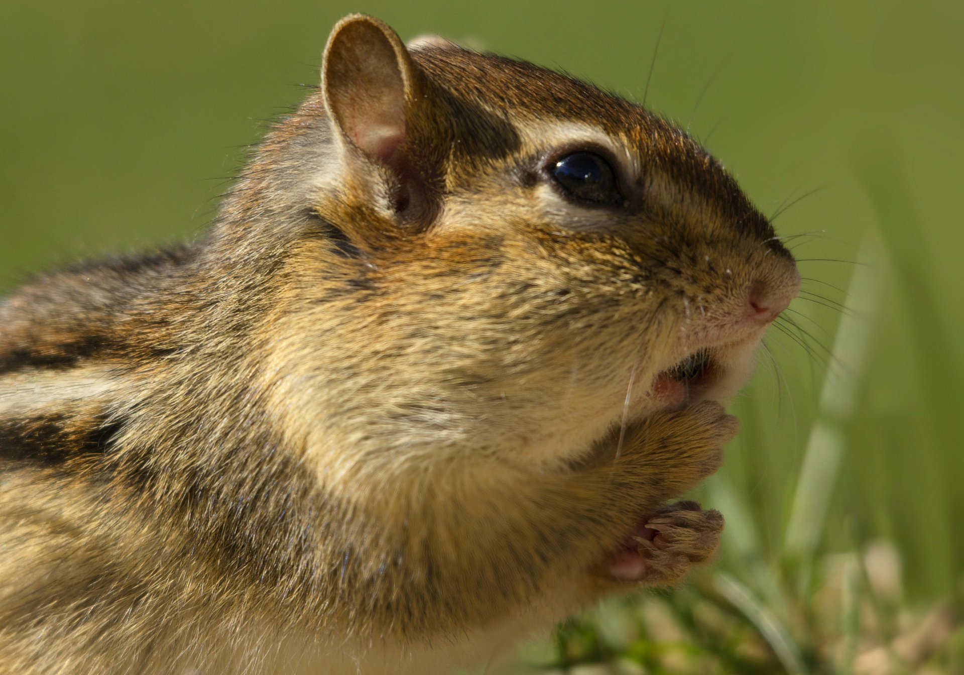 chipmunk rodent бурундук трава grass грызун