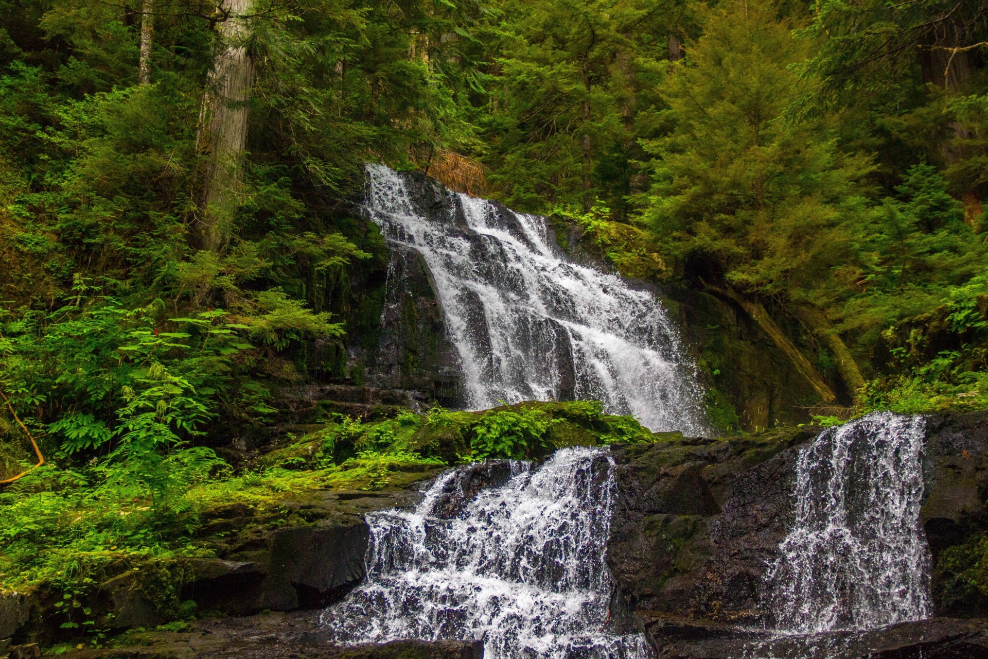 árboles bosque cascada cascada naturaleza