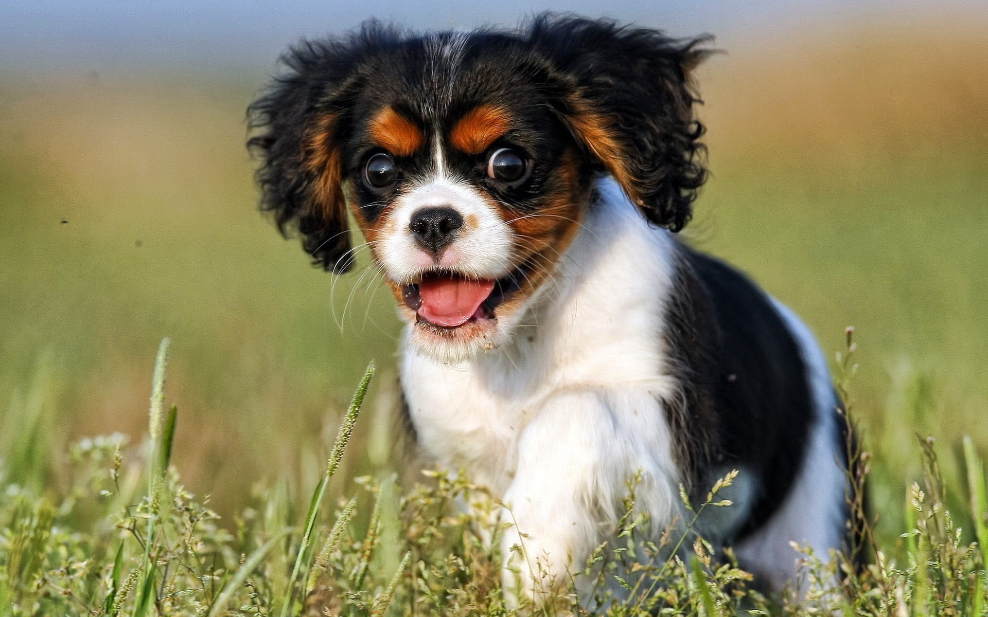 perro cachorro mirada