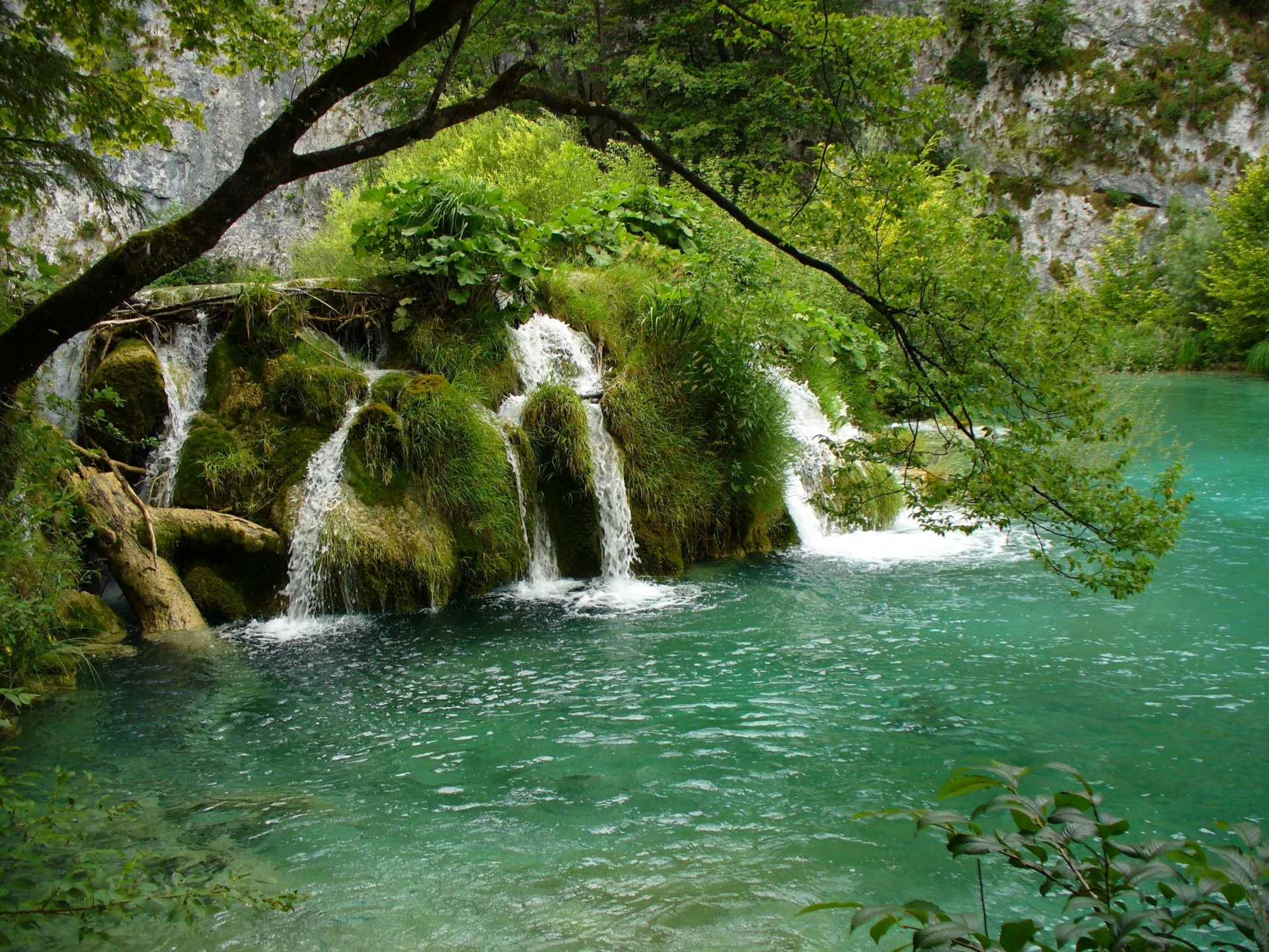 bäume fluss natur