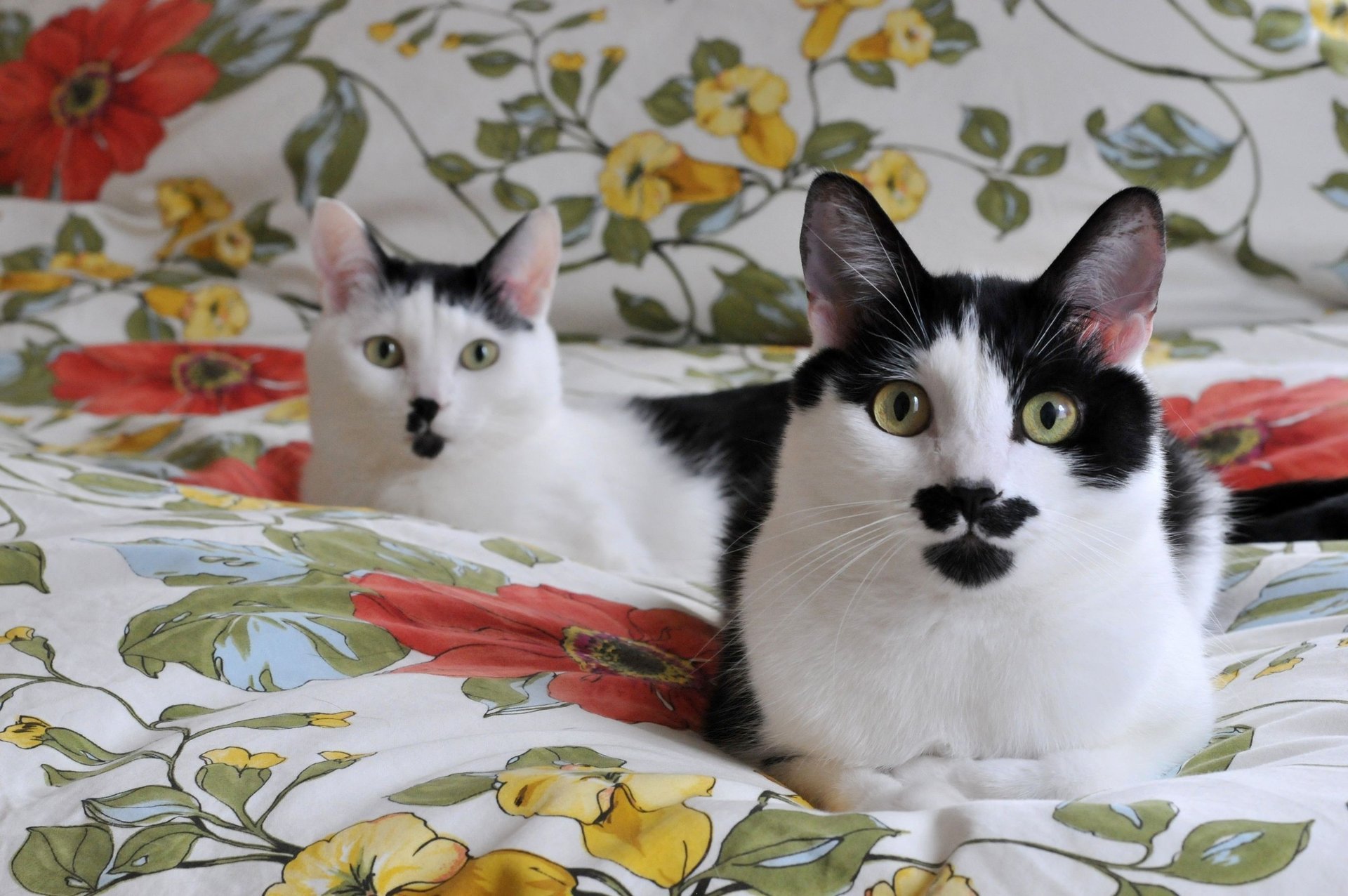 noir et blanc couverture museaux chats