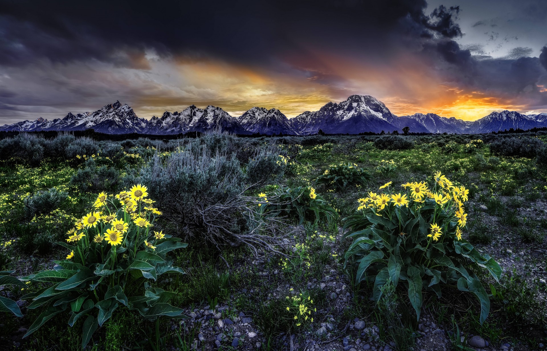 paysage coucher de soleil fleurs wyoming champ montagnes usa