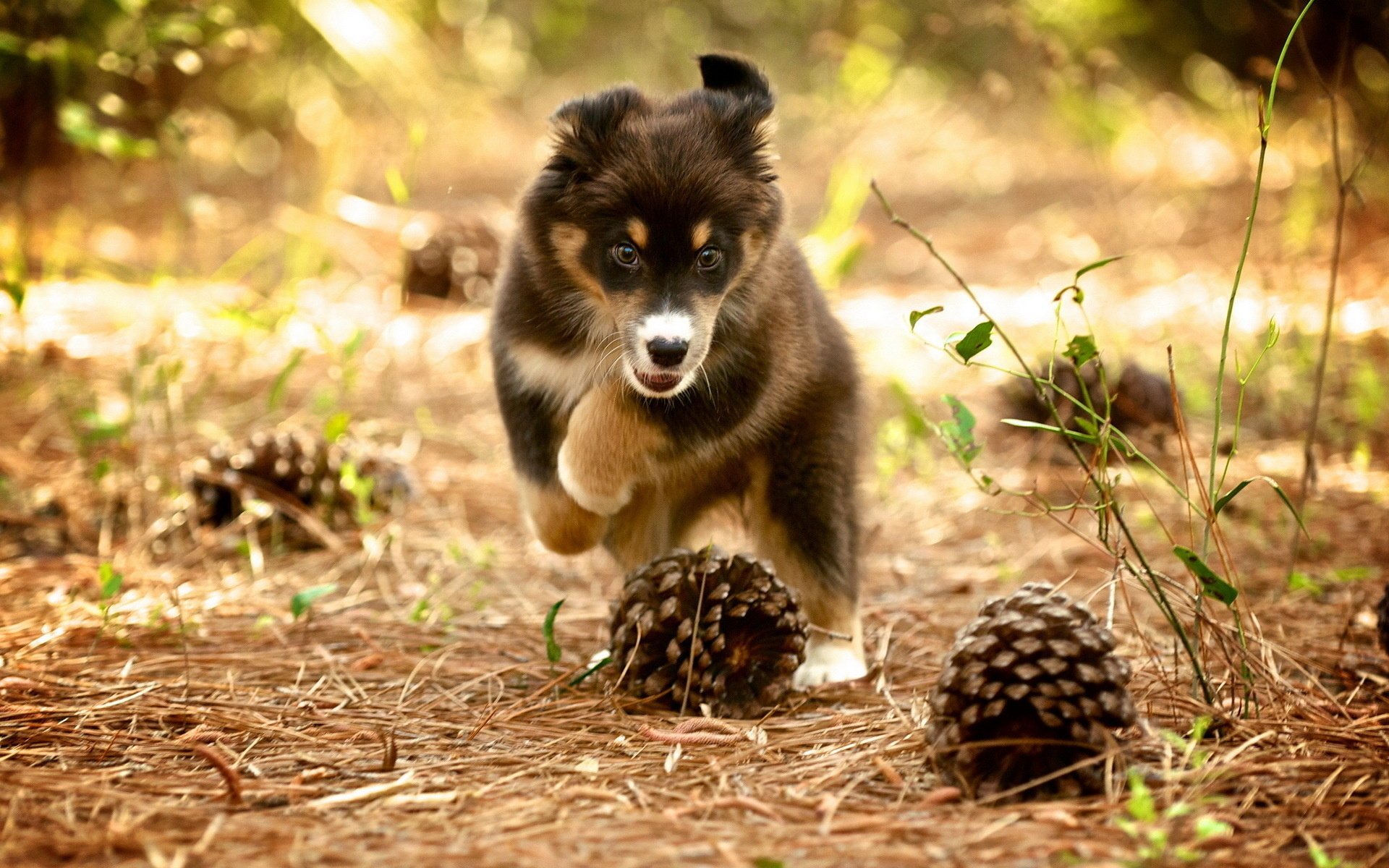 dog puppy bumps nature