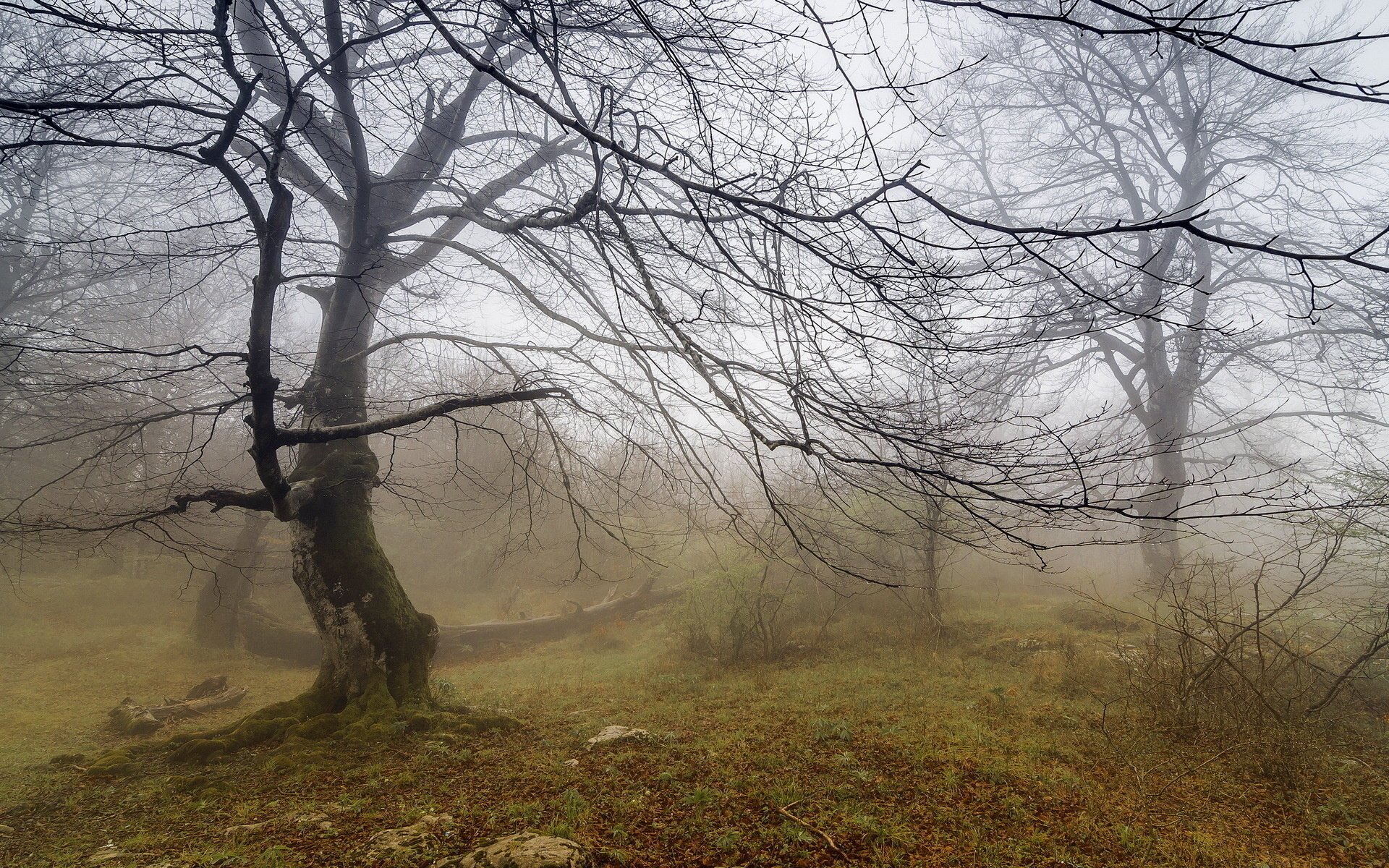 baum nebel landschaft natur