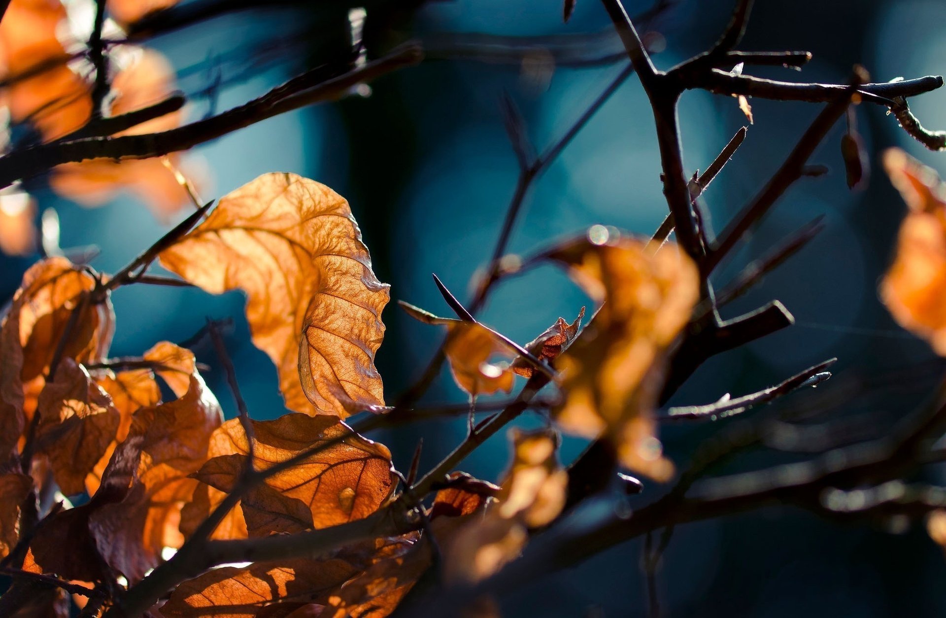 herbst makro blätter wald zweige