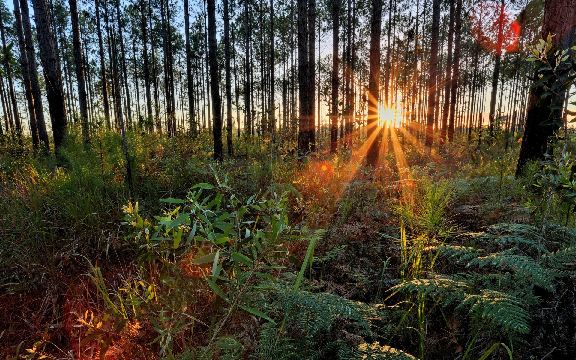 alberi piante foresta tramonto natura