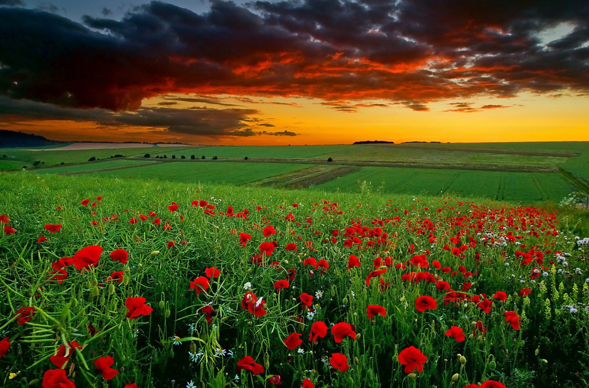 coucher de soleil marguerites fleurs nuages coquelicots champ