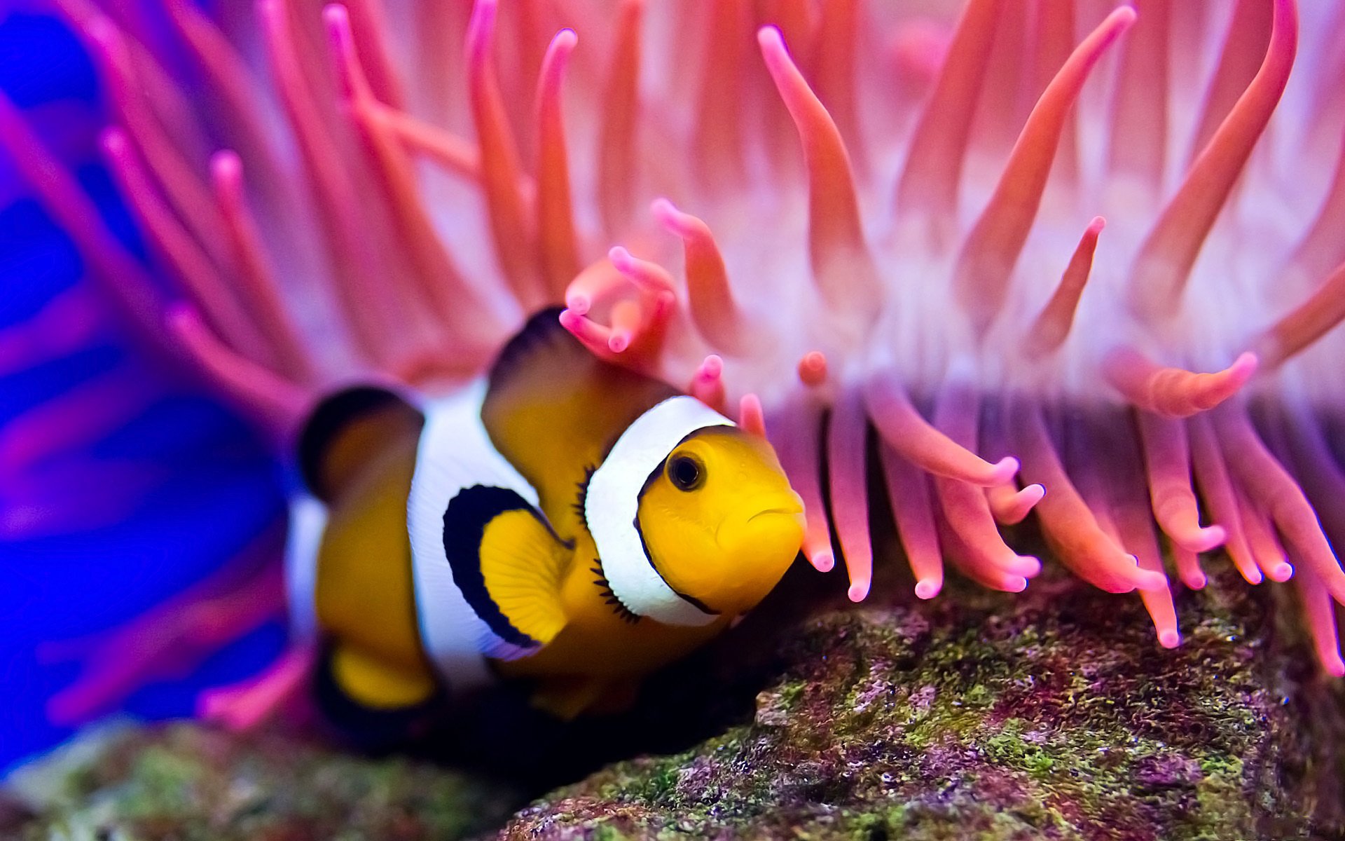 diving actinium clown fish the bottom sea the ocean water