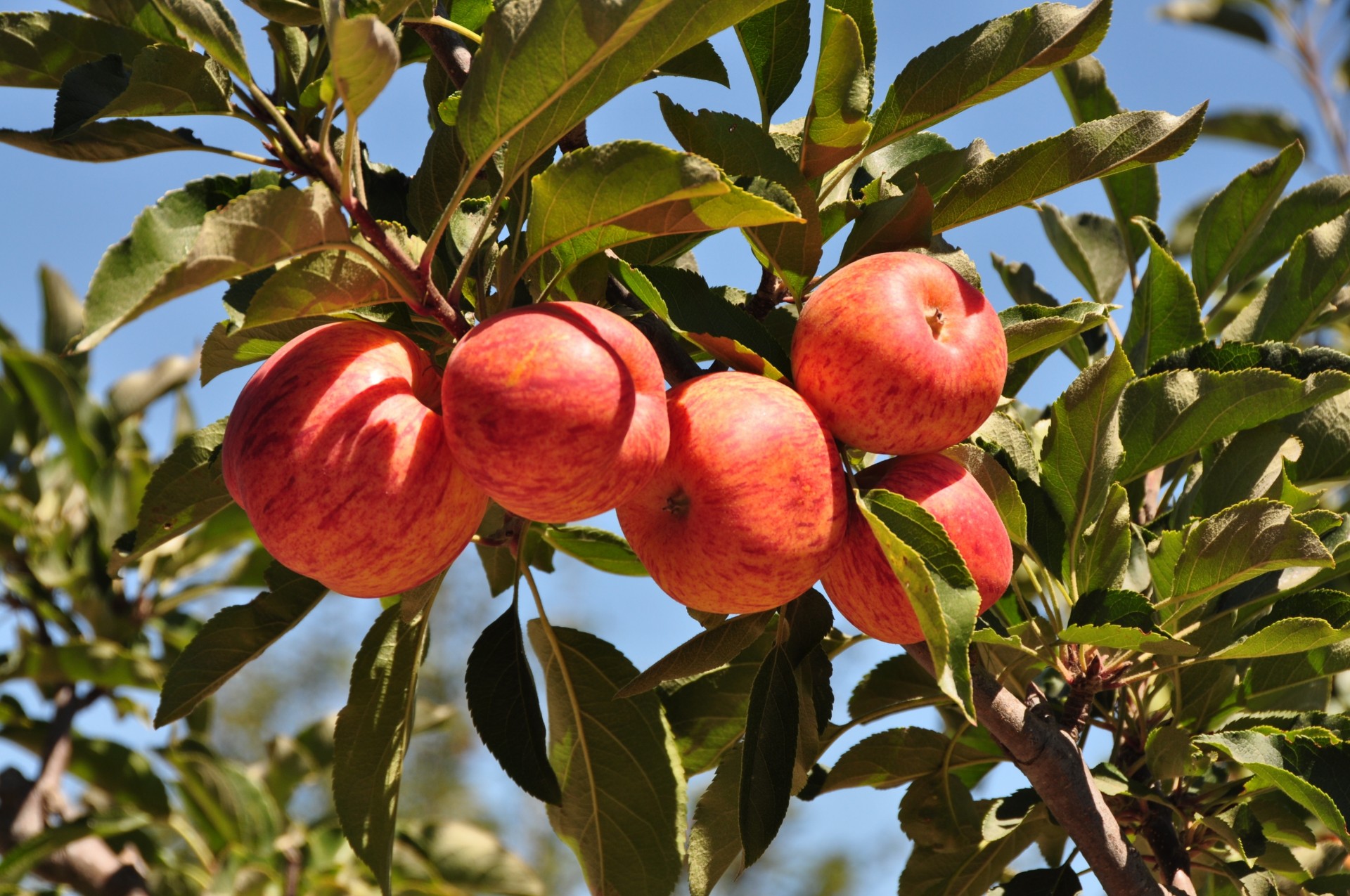 hoja rama naturaleza manzanas