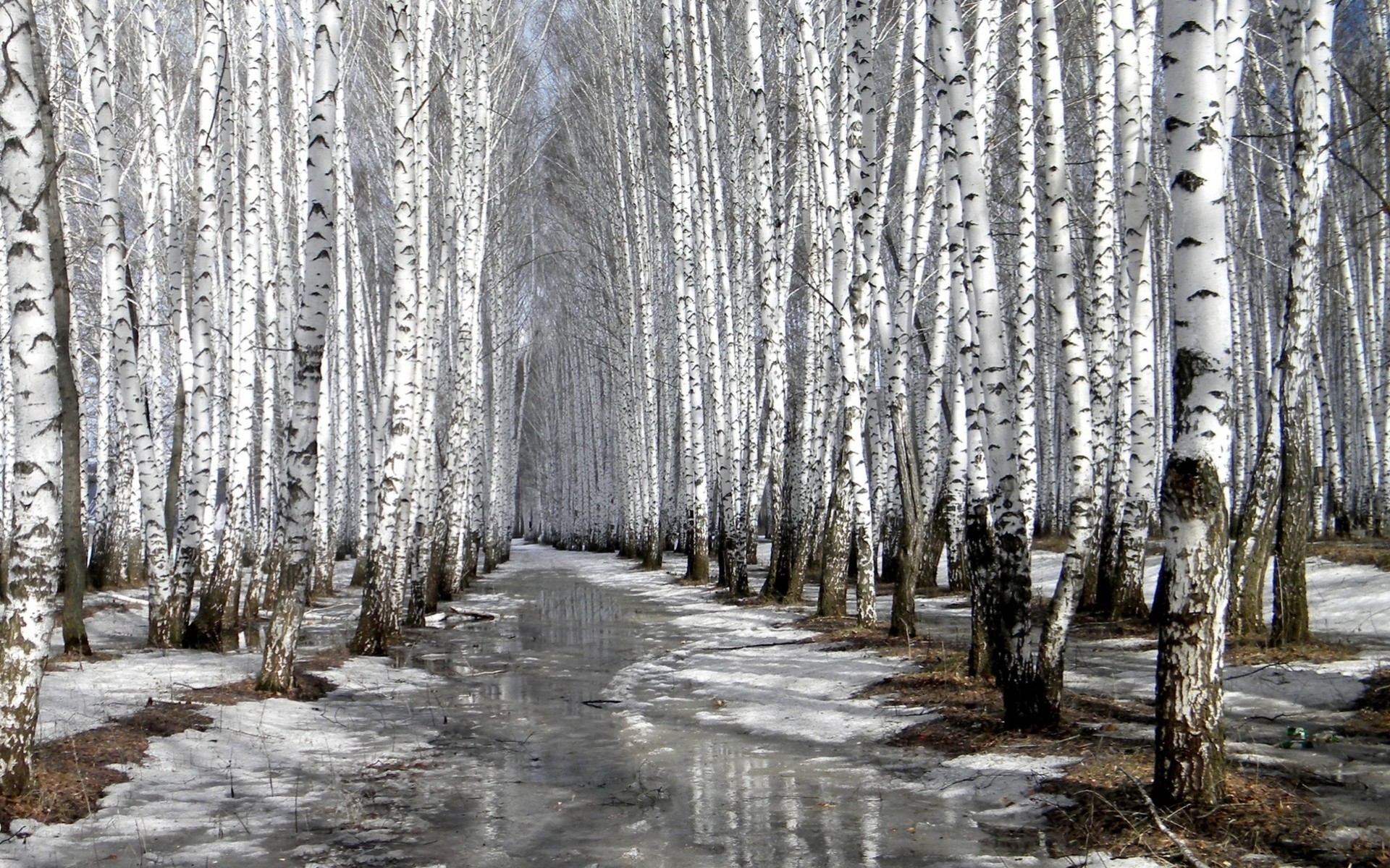 forest thaw reflection spring birch