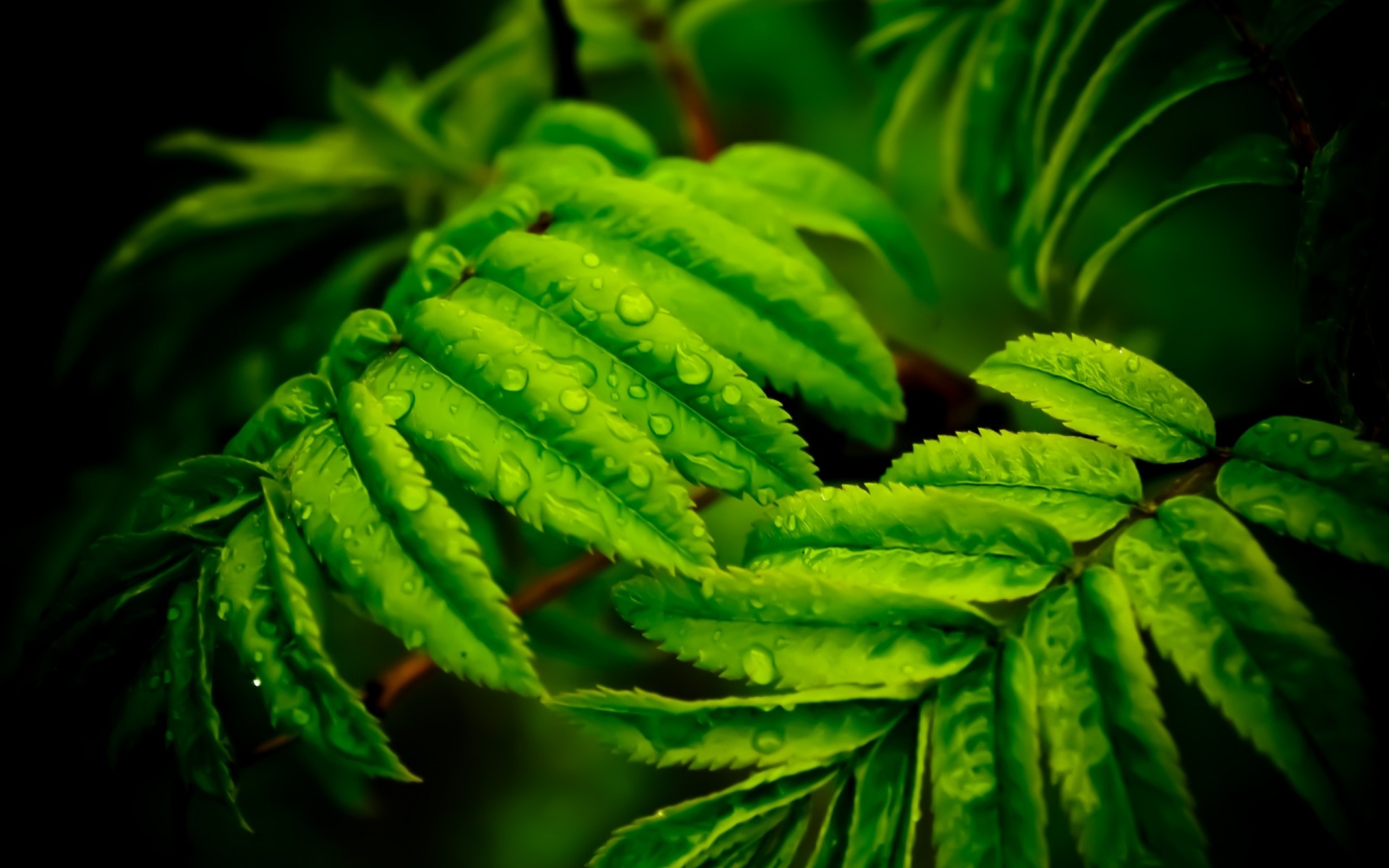 feuille gros plan gouttes rosée branche