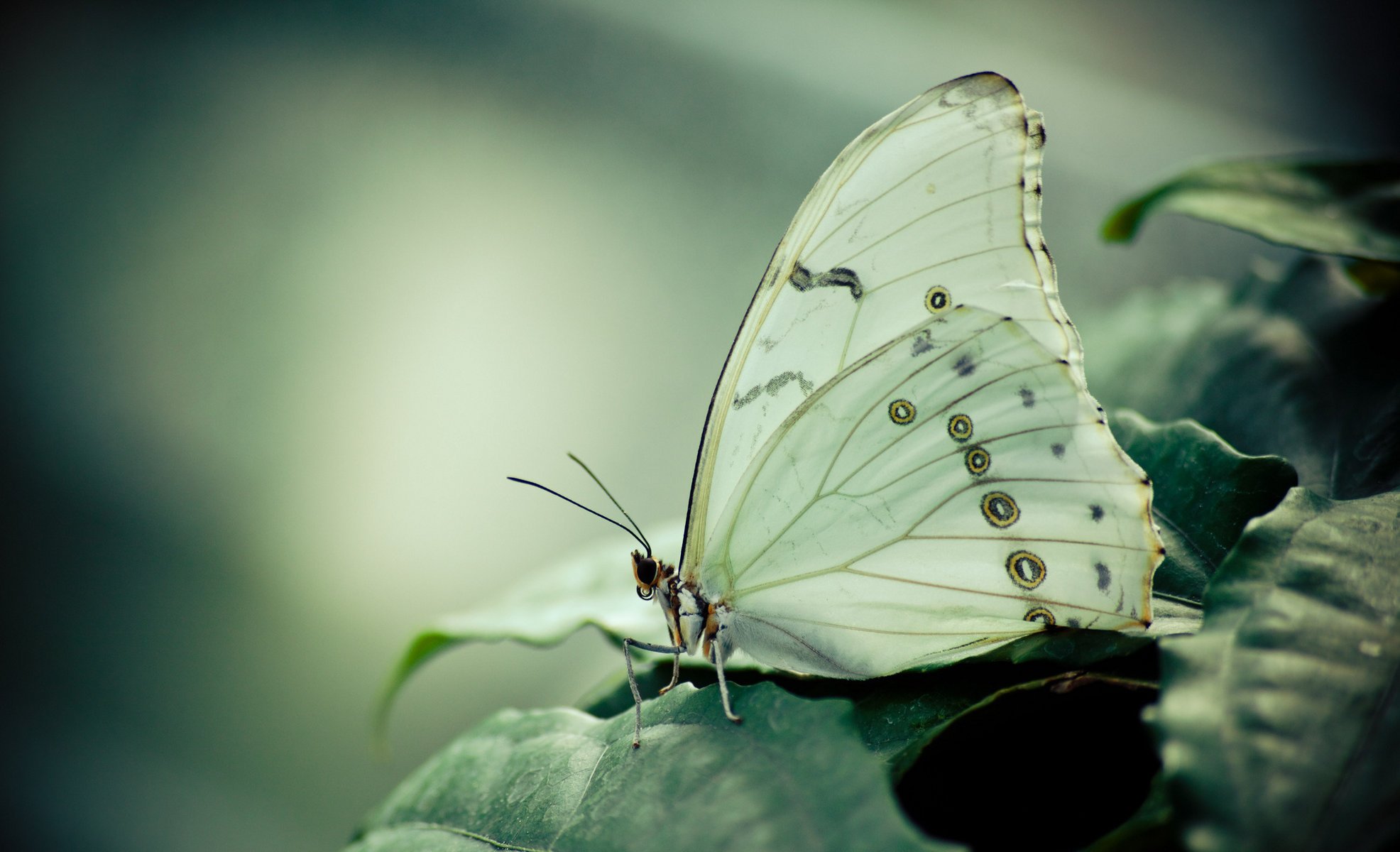 mariposa morfo follaje