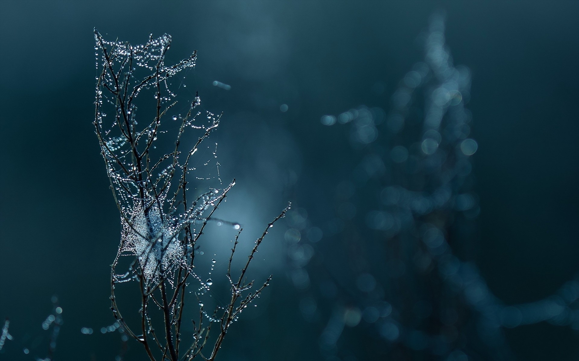 close up falls web branch