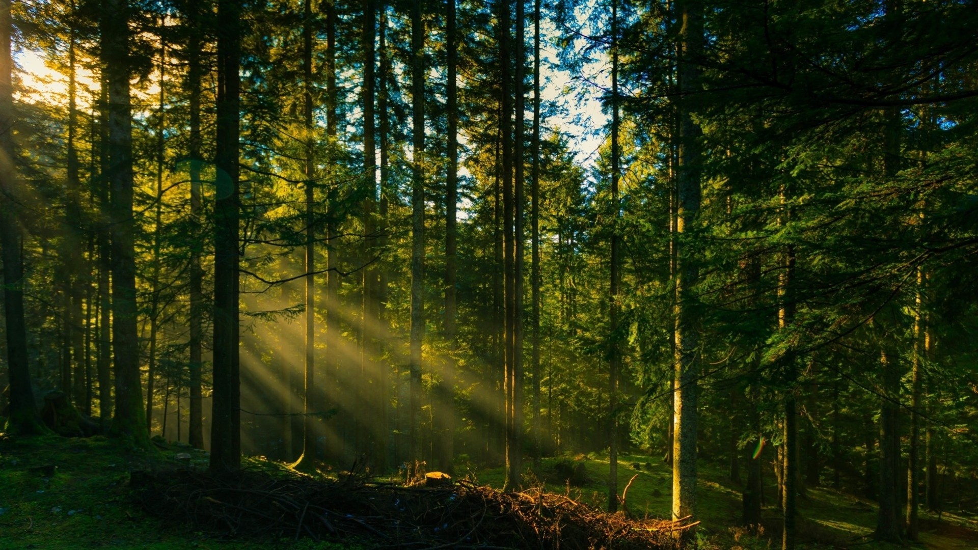 weihnachtsbaum baum licht morgen wald sonne himmel strahl grün