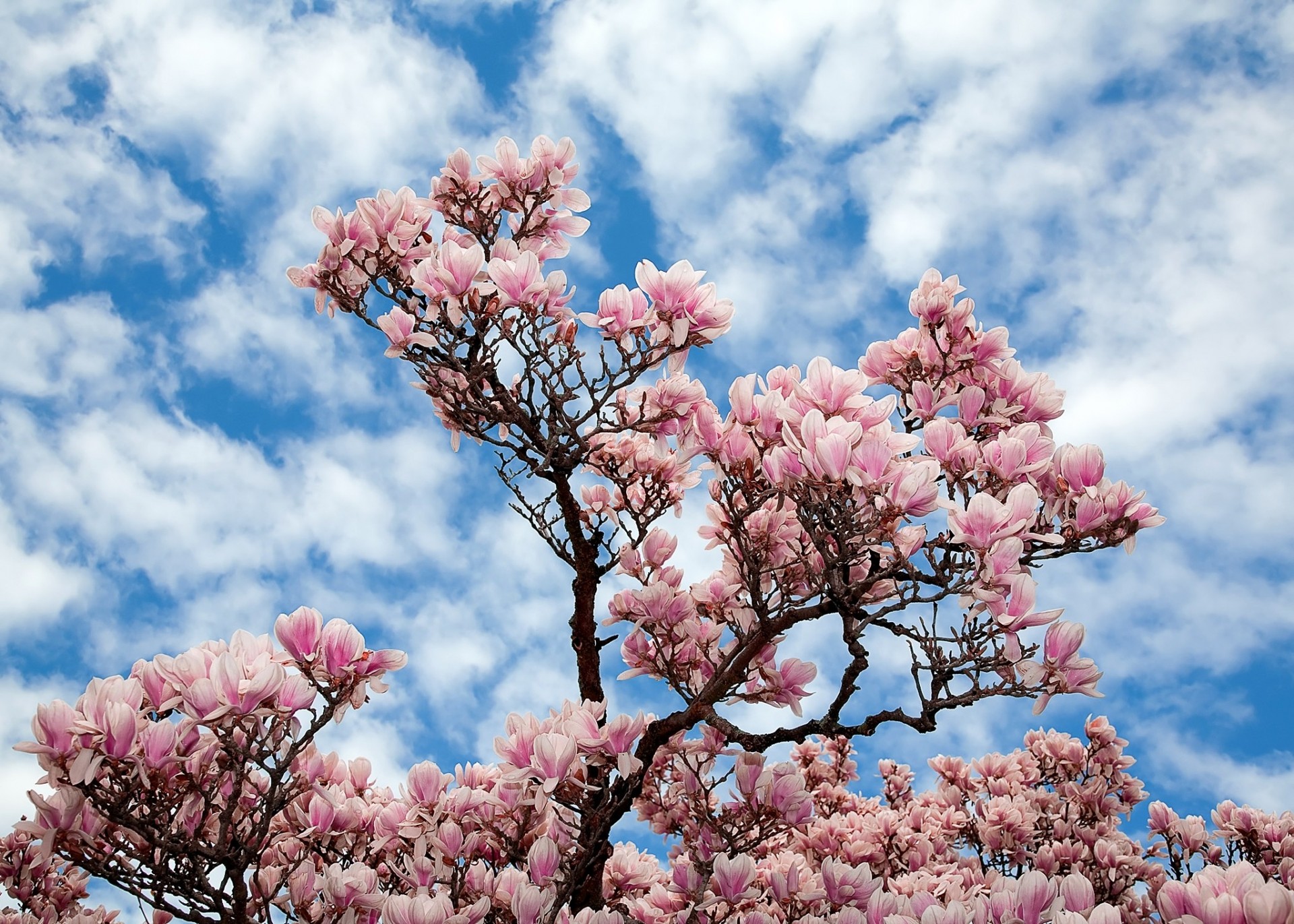 cielo albero rami fiori natura