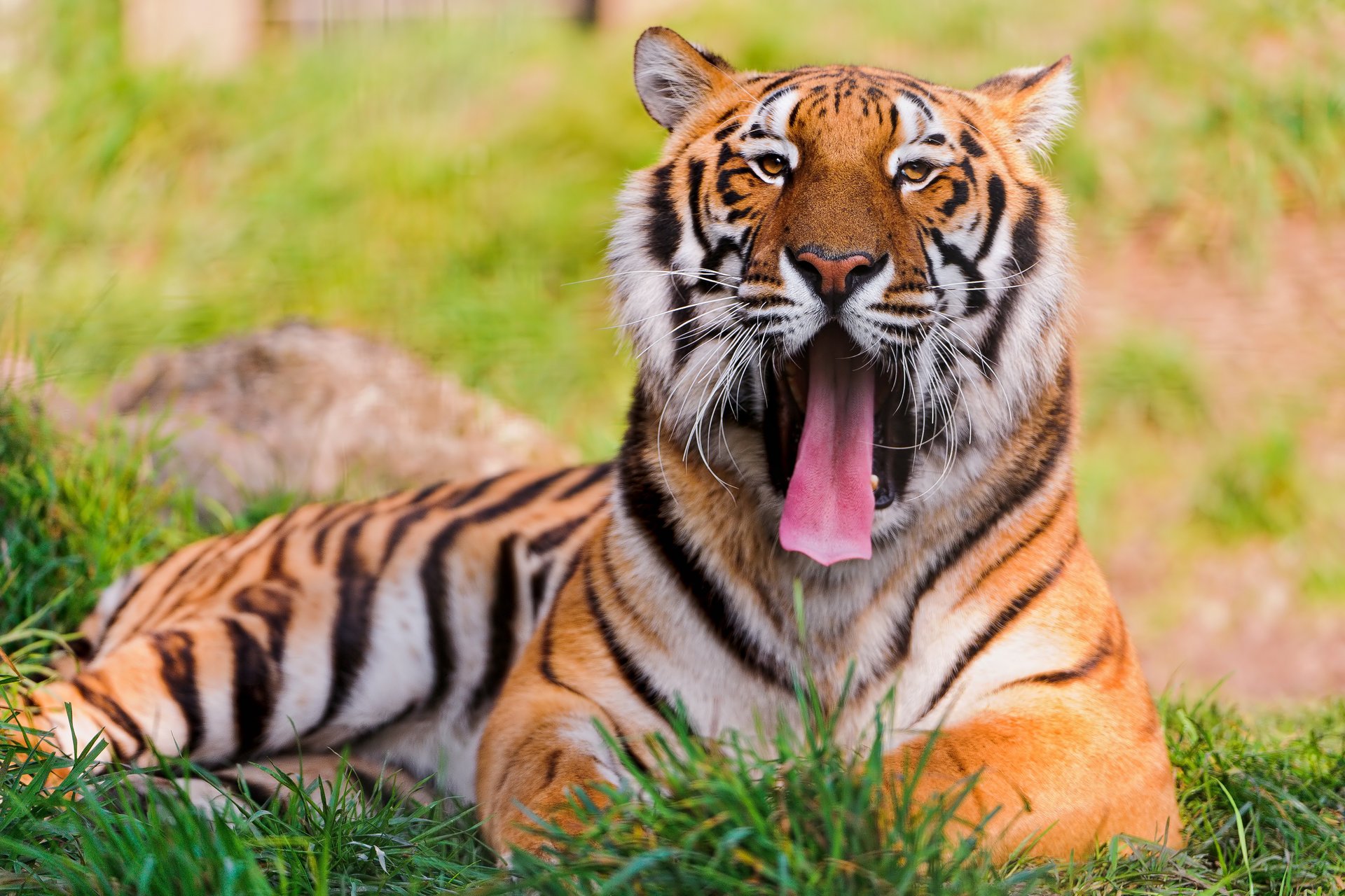 tiger gähnt blick liegt schnauze schnurrbart große katze