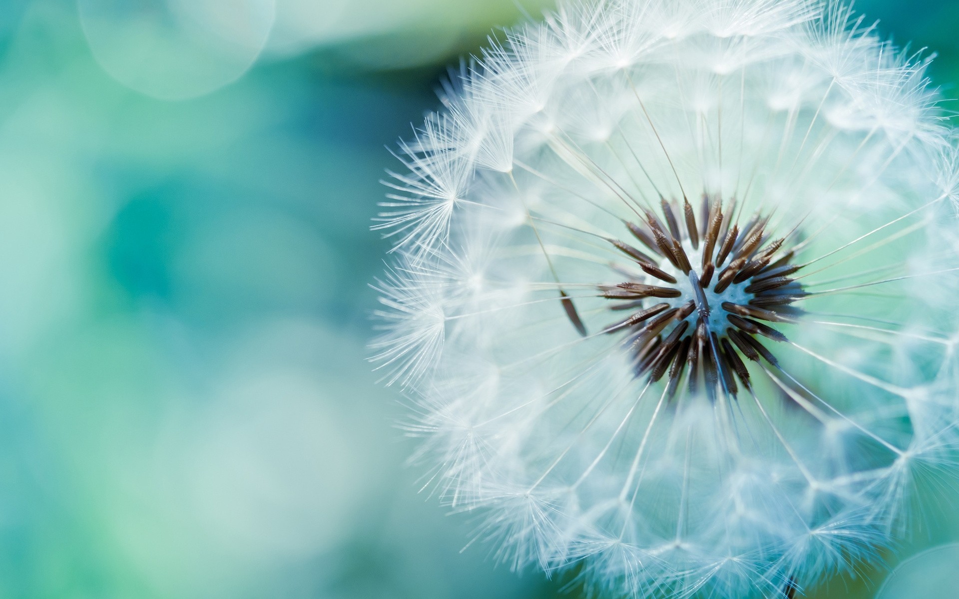 dandelion flower