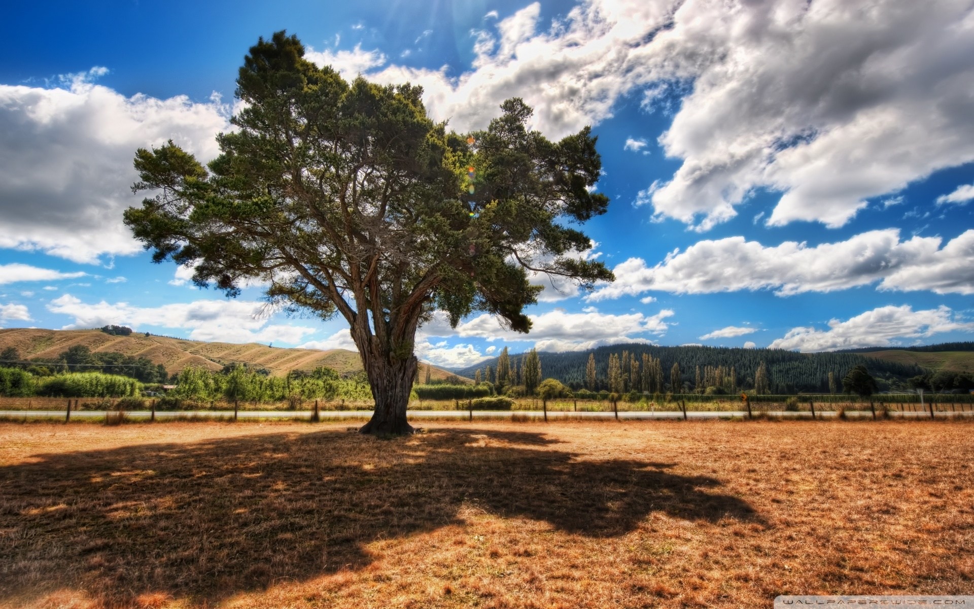 cielo raggi estate alberi foresta sole ombra paesaggio nuvole orizzonte