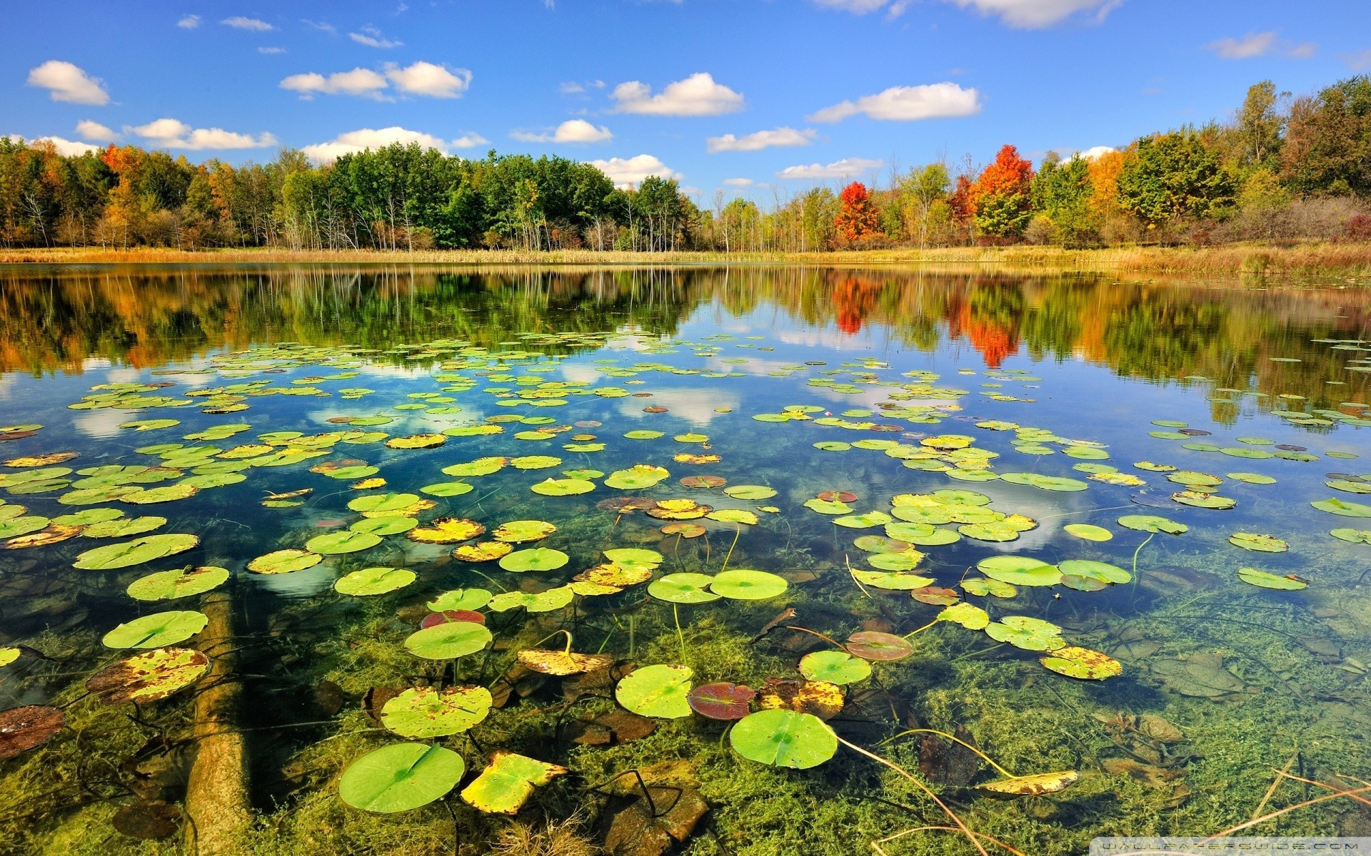 forest landscape reflection lake