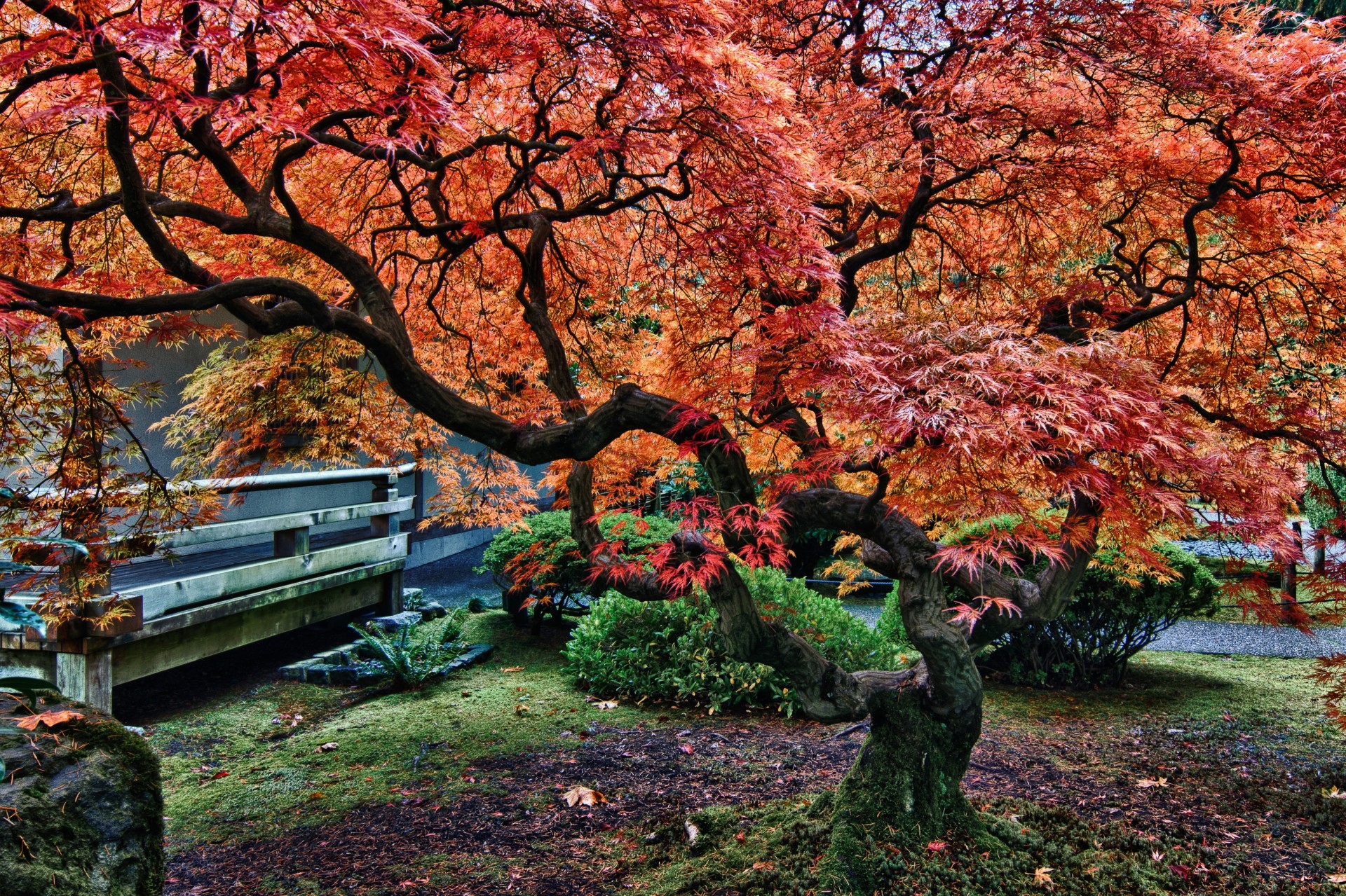 alberi paesaggio giardino giapponese portland