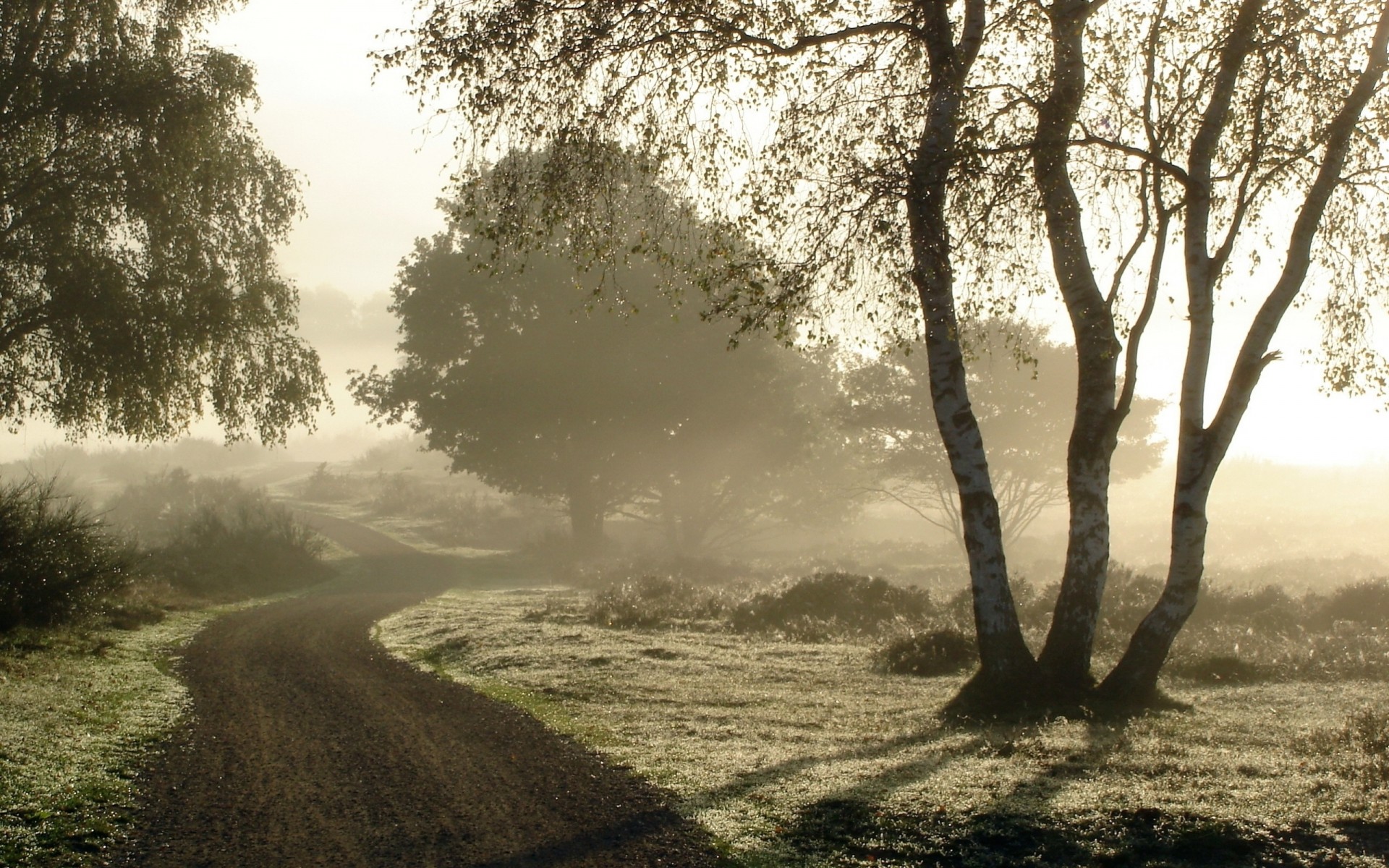 morning birch dirt fog road rose