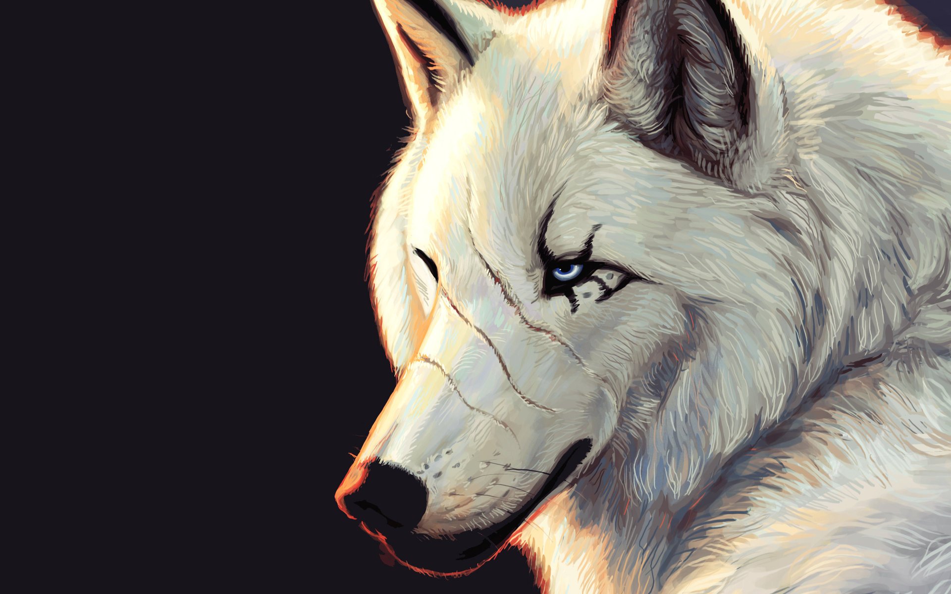 wolf black background scars blue eyes white