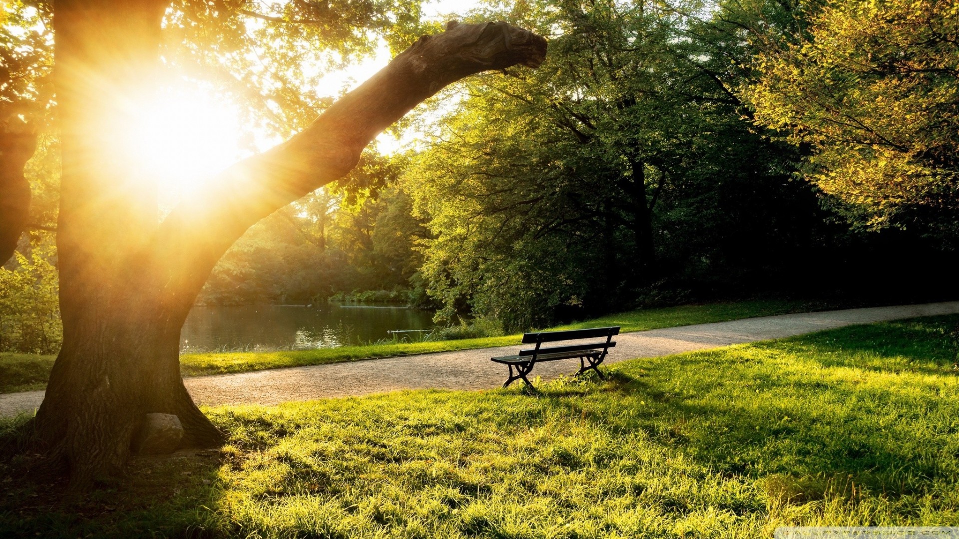 green grass park bench