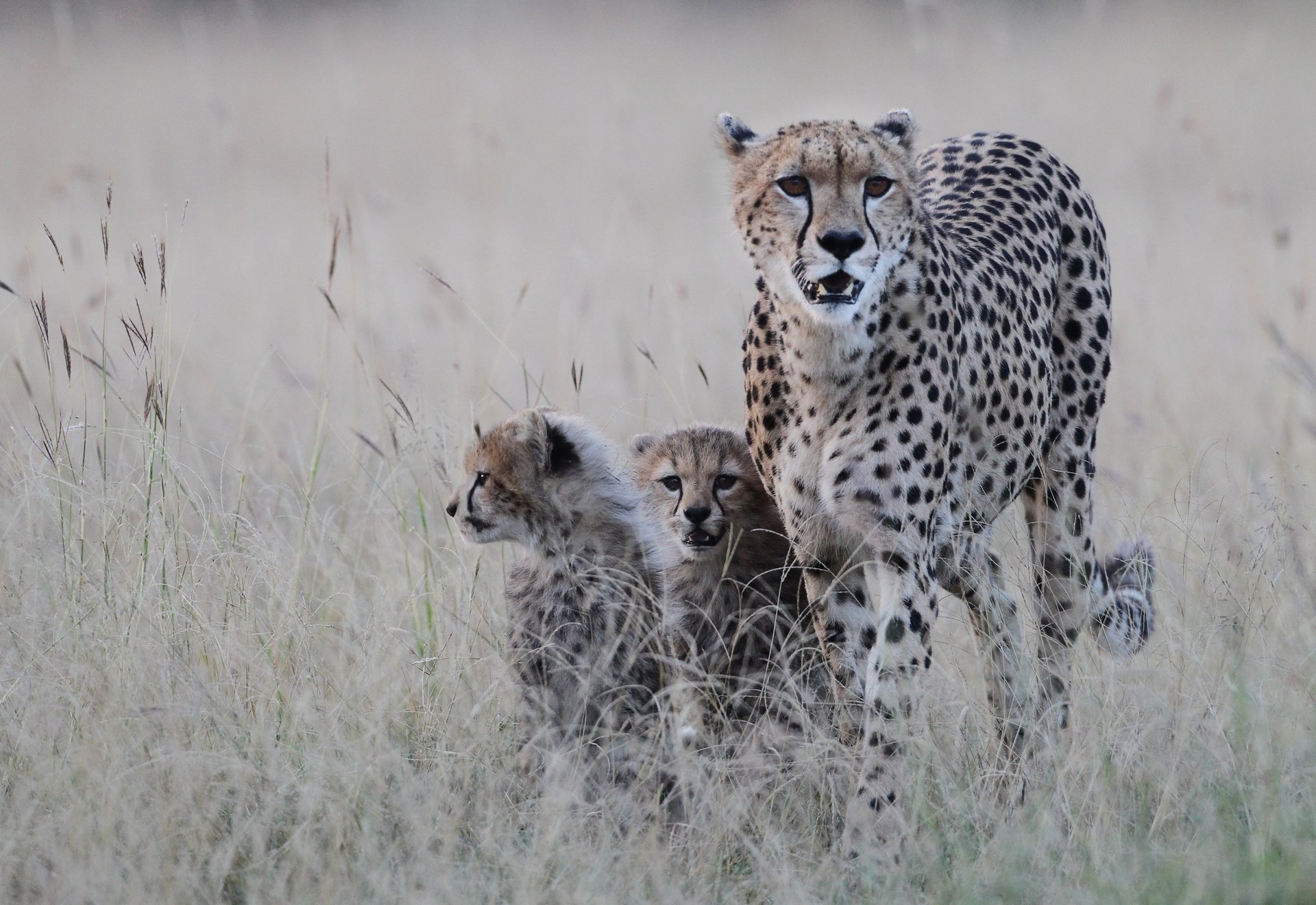 chita ghepardo gattini predatore