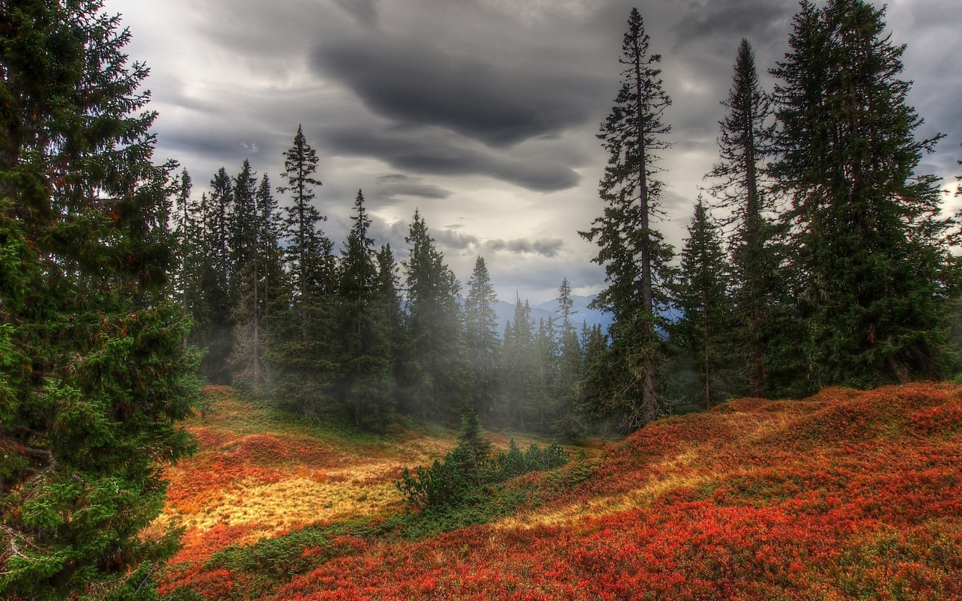 herbst bäume nebel wald