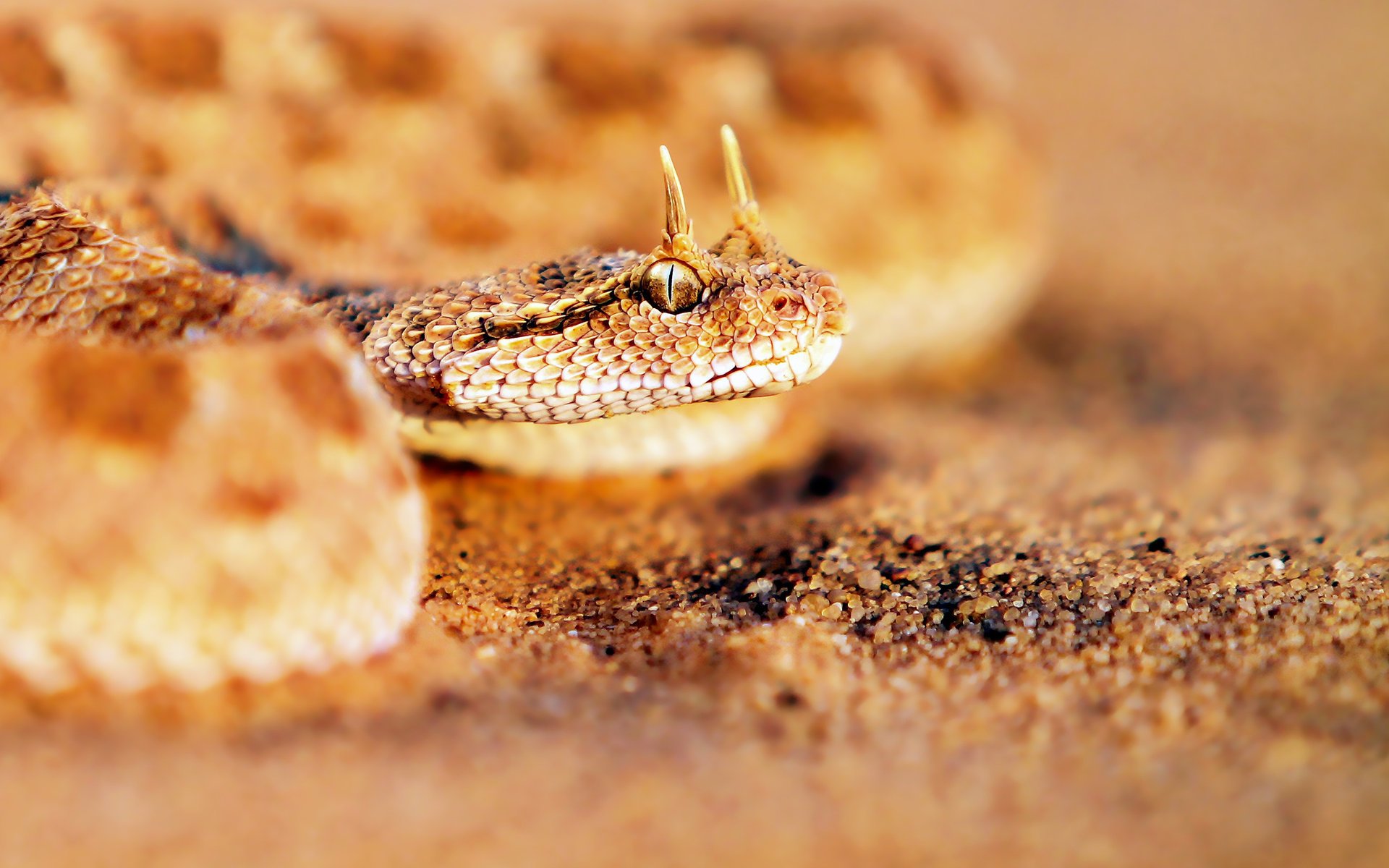 geil fi cerastes viper