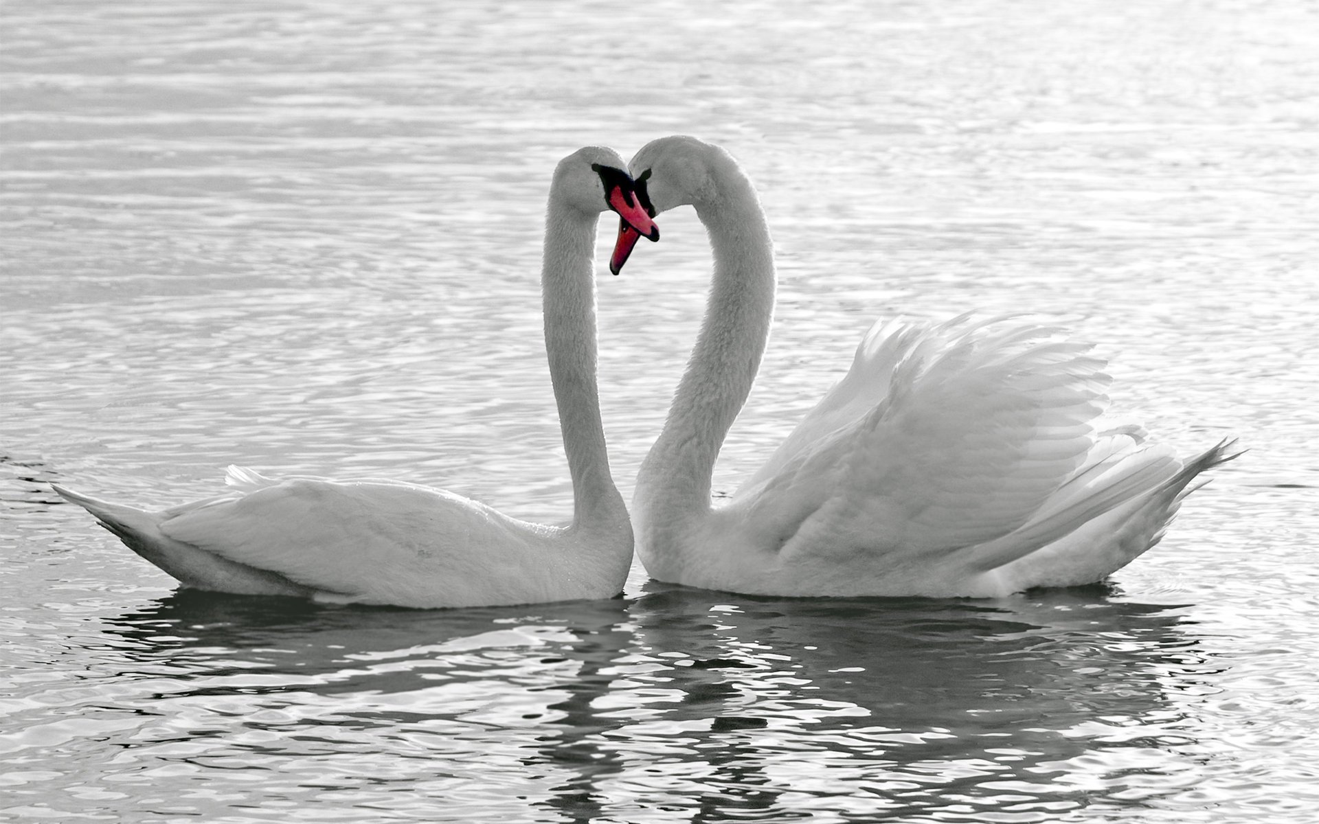 uccelli cigni bianchi acqua amore