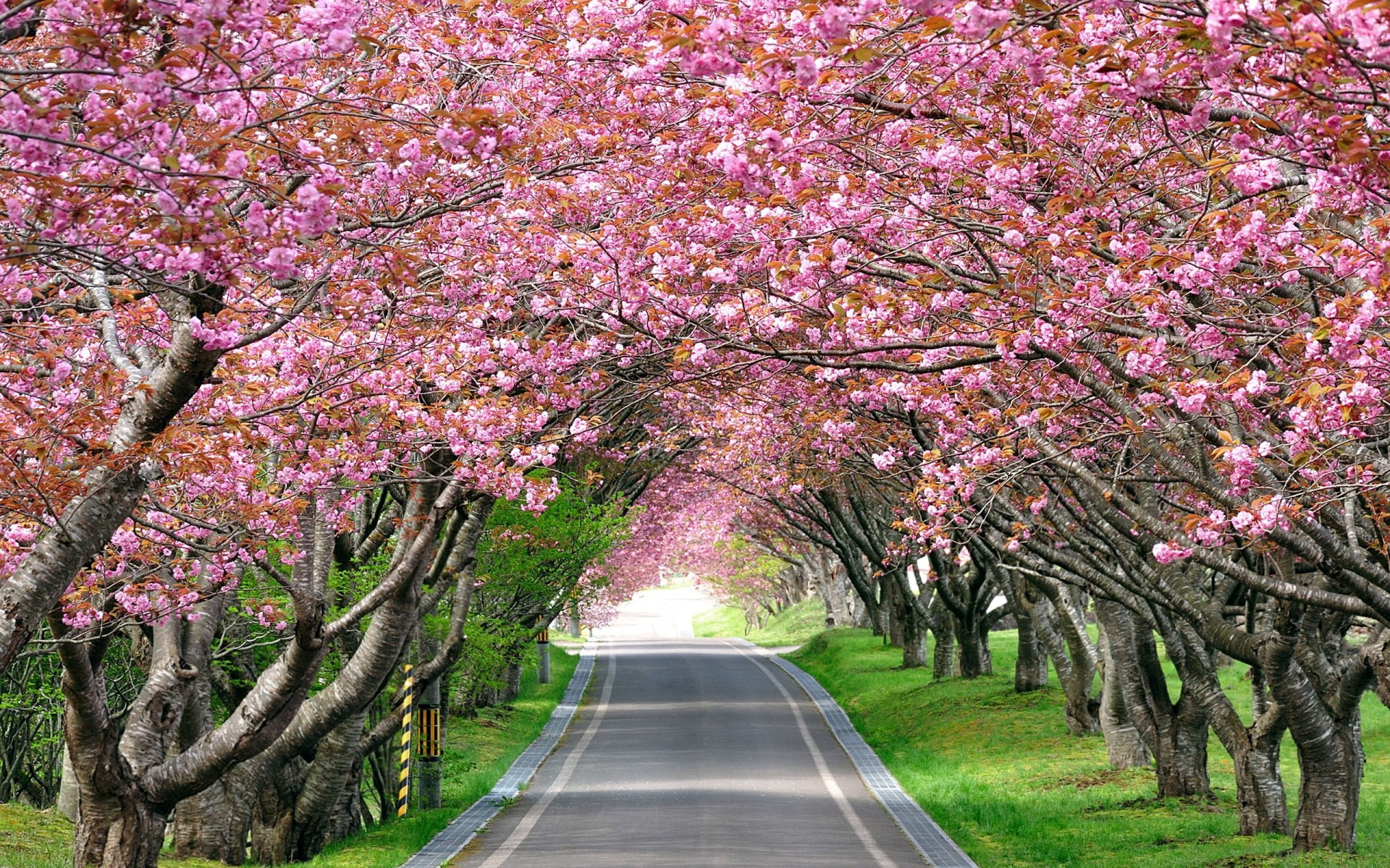 strada paesaggio sentiero alberi vicolo