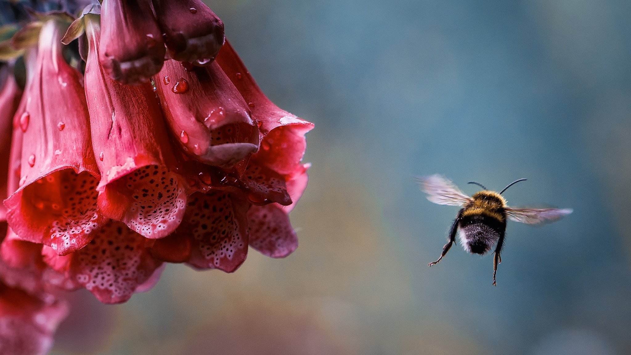 macro insect flower bumblebee drops rosa flight