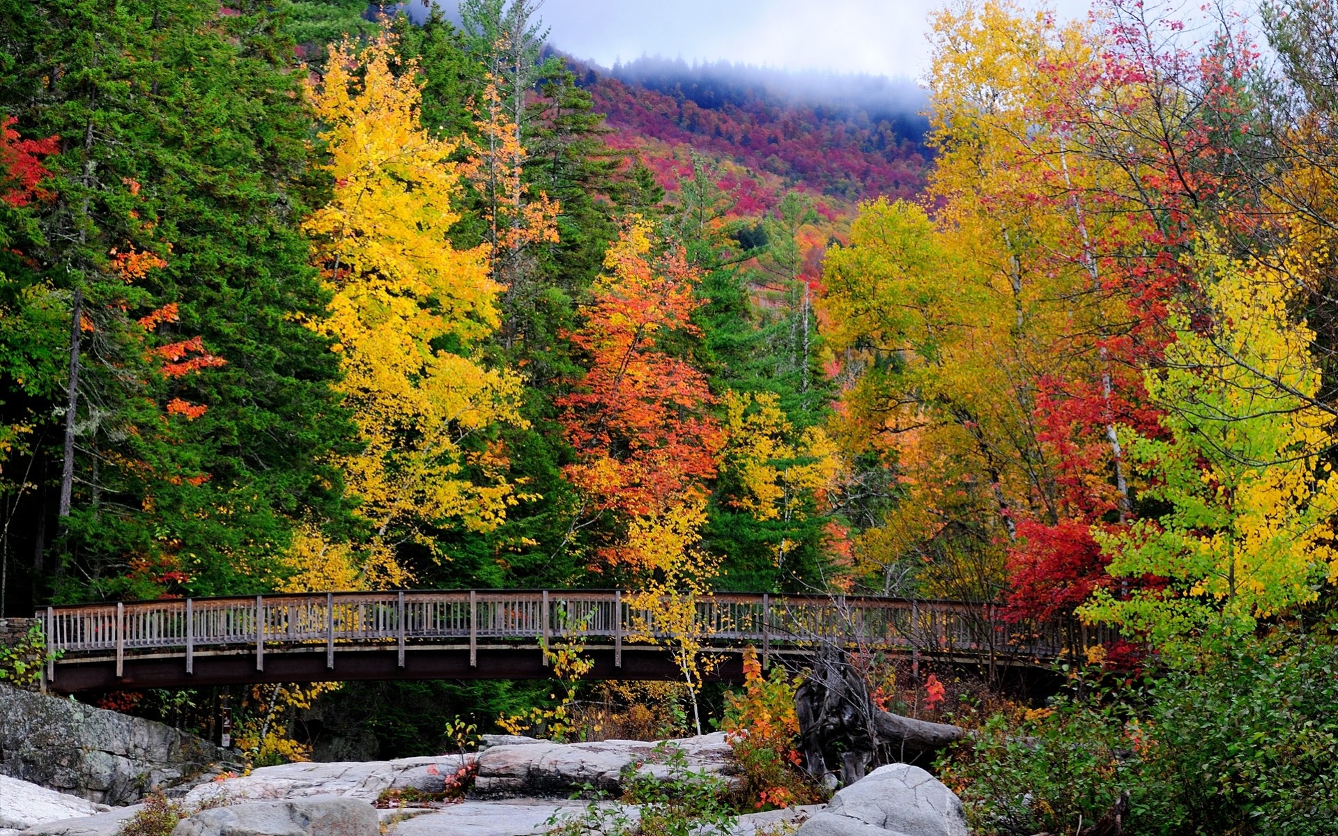 otoño árboles paisaje bosque puente