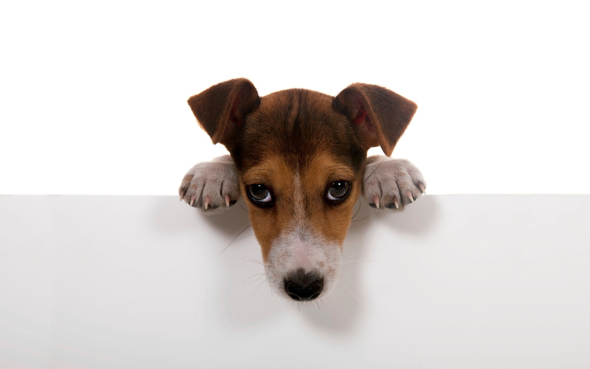 hund hunde weiß hintergrund pfoten wand hund welpe