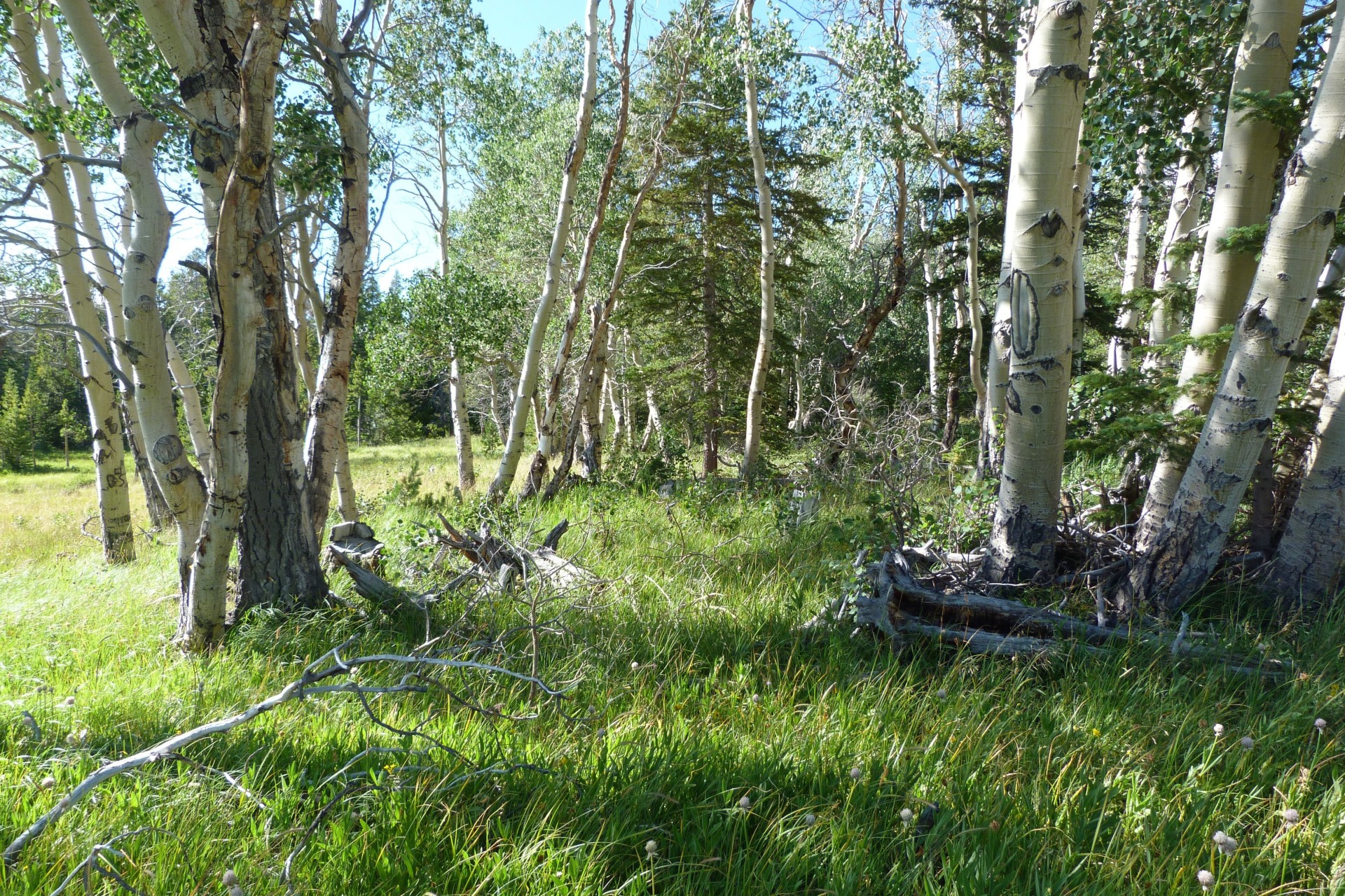 paysage arbres herbe forêt verdure