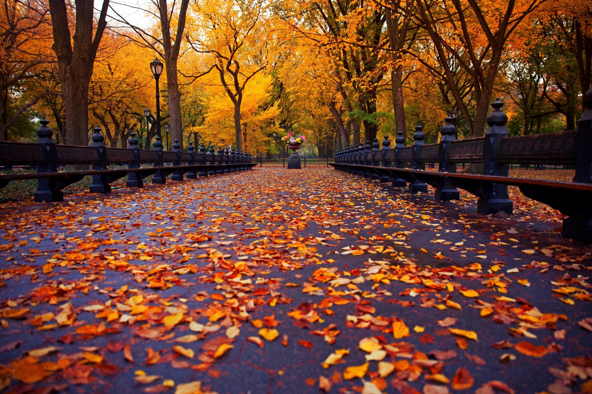 automne bancs parc nature