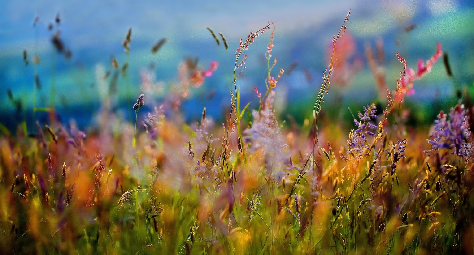 prairies herbe été fleurs